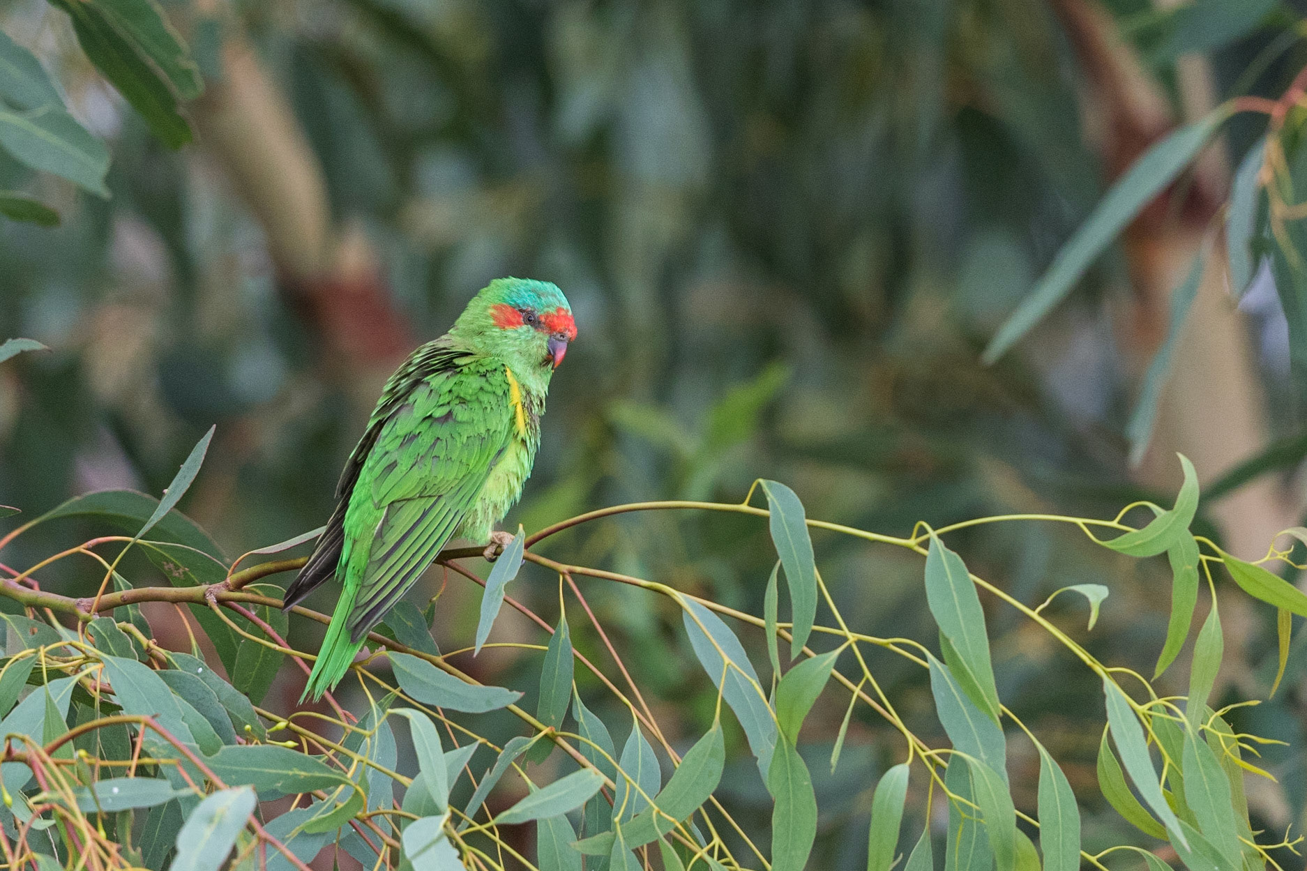 Musk Lorikeet