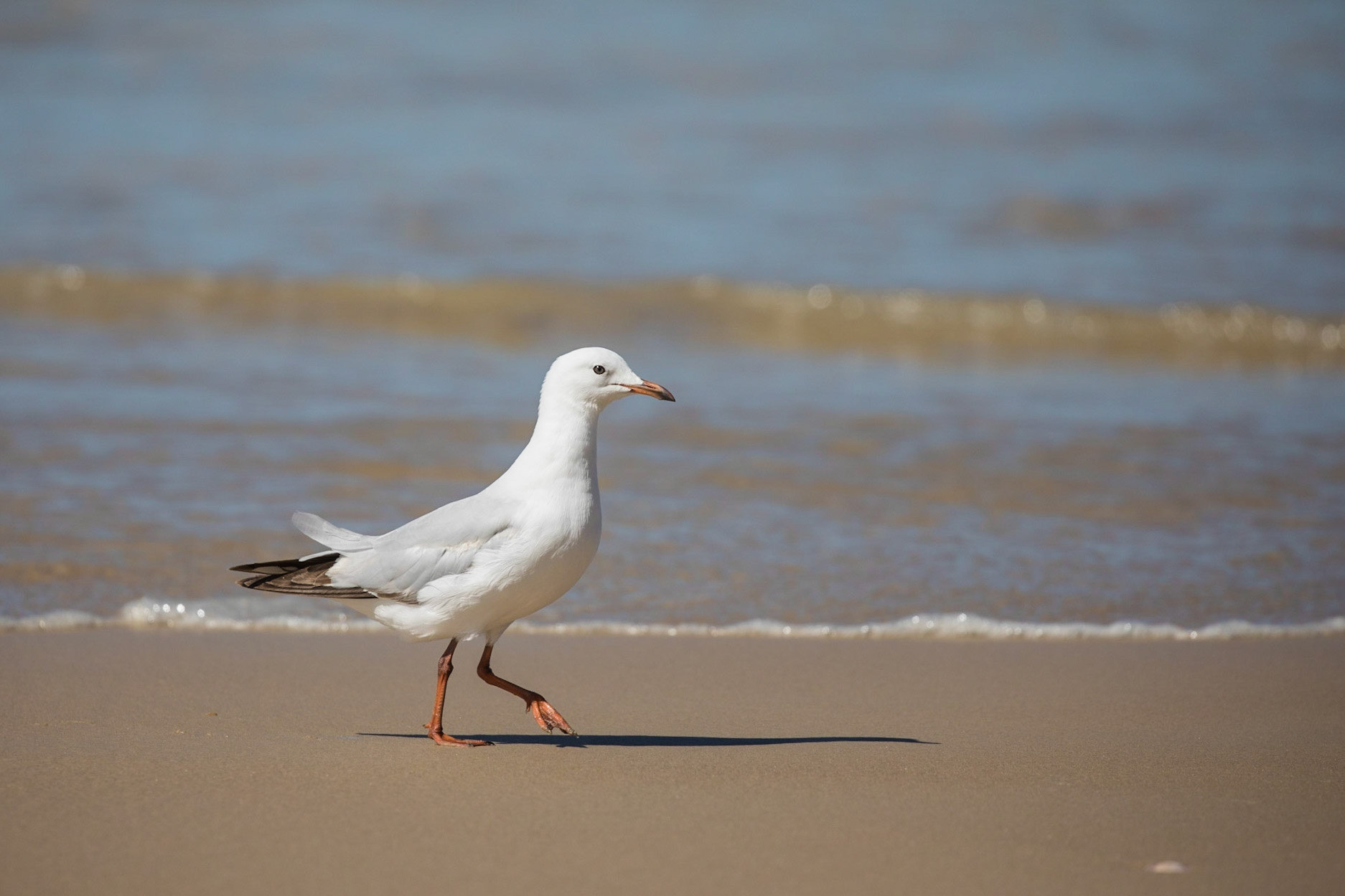 Silver Gull