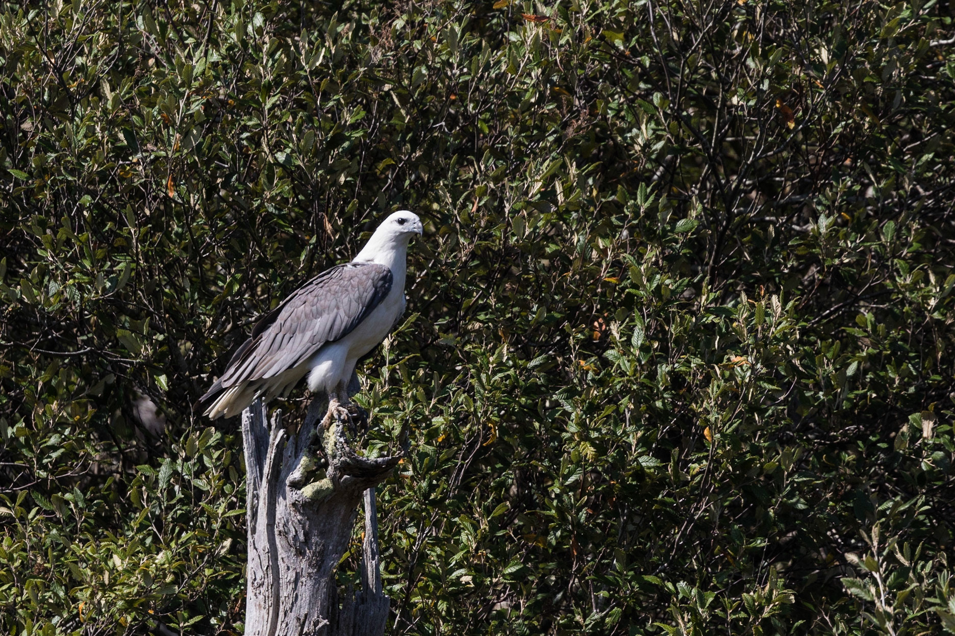 White-Bellied Sea-Eagle