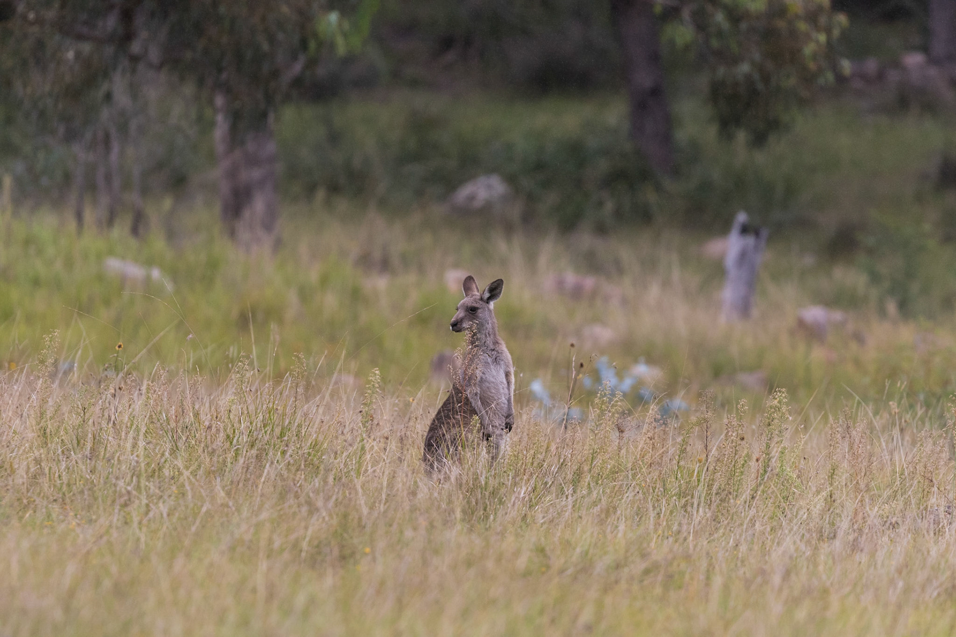 Kangaroo