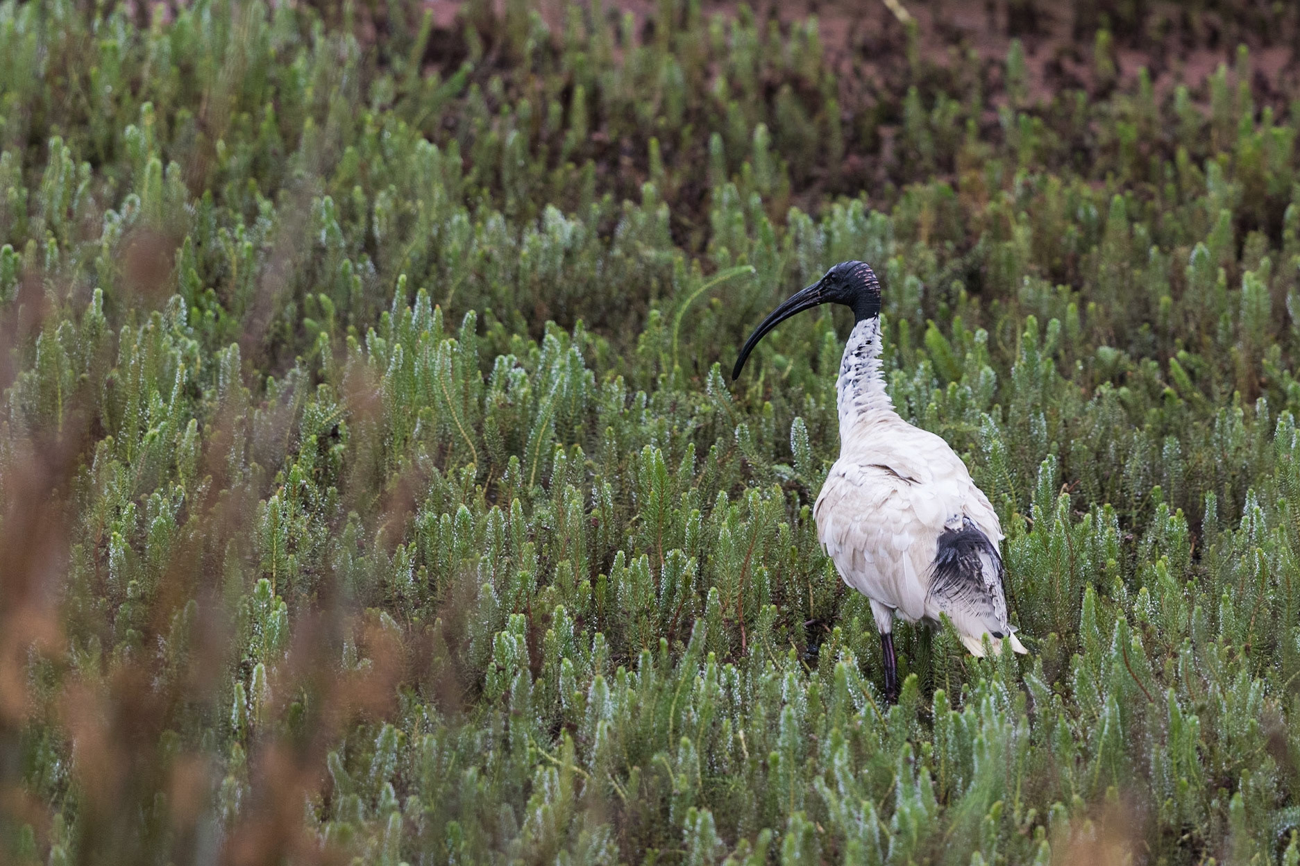 Australian White Ibis