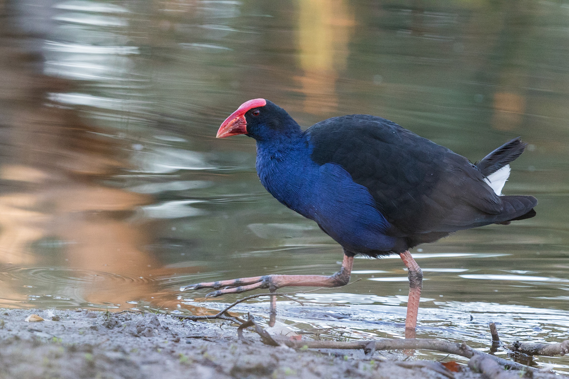 Purple Swamphen