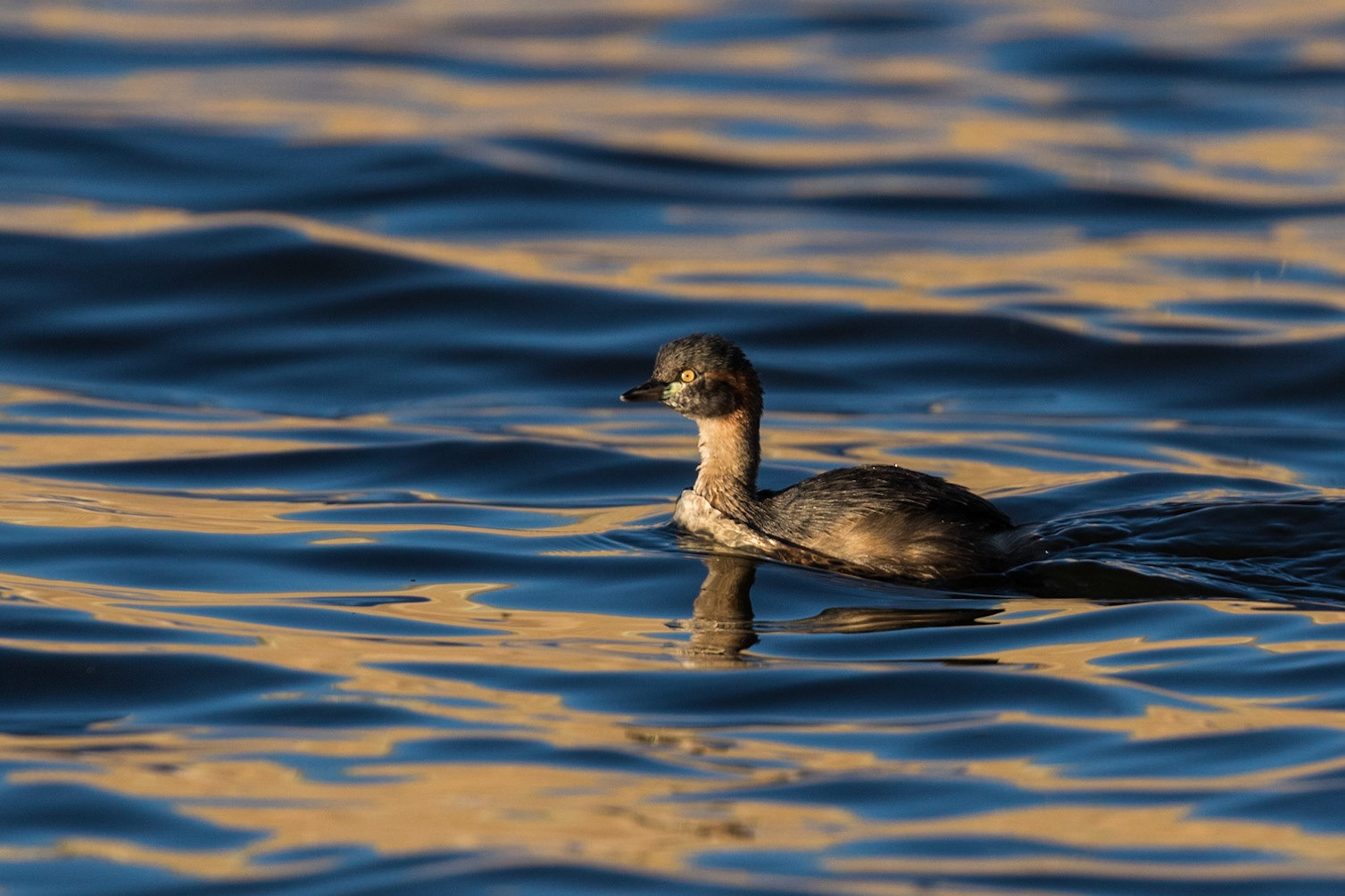 Australian Grebe