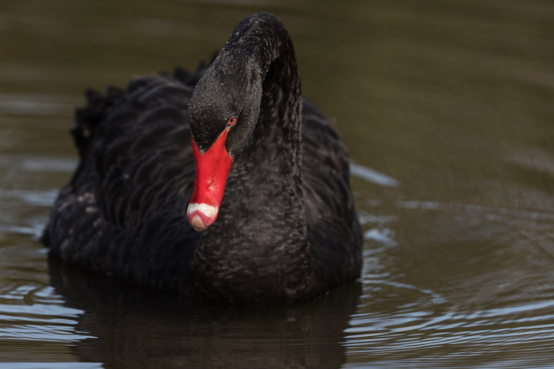Black Swan