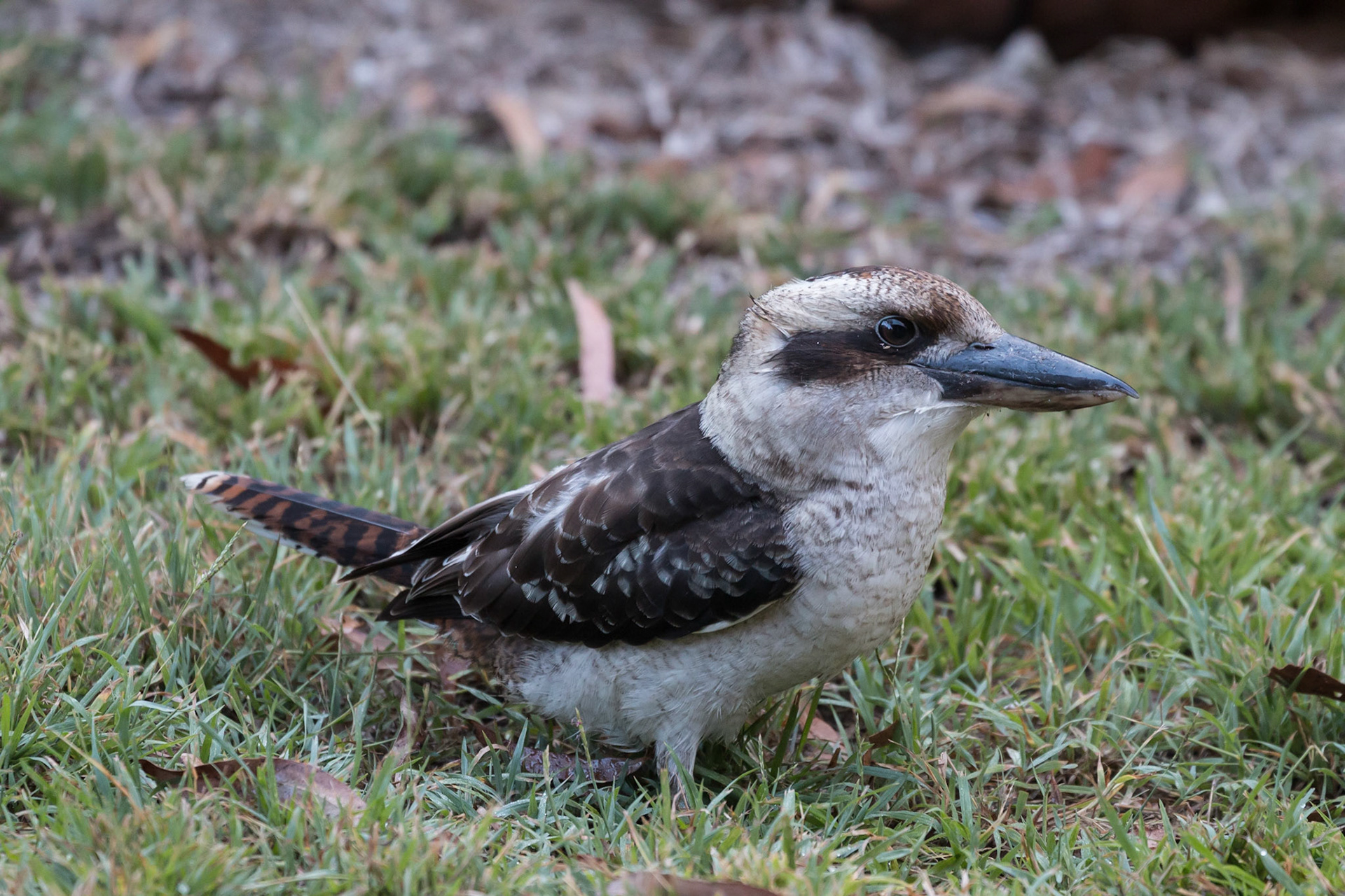 Laughing Kookaburra