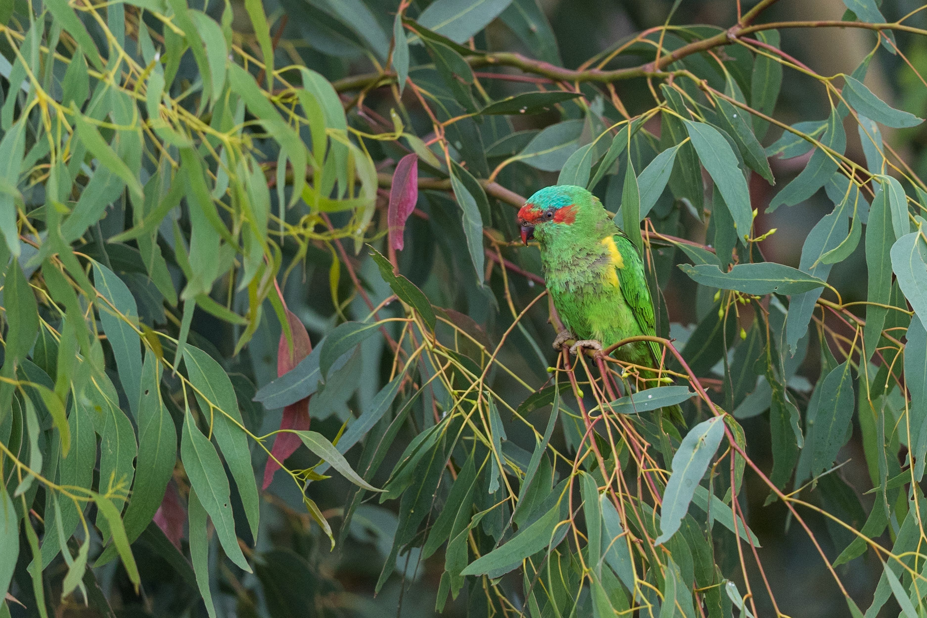 Musk Lorikeet