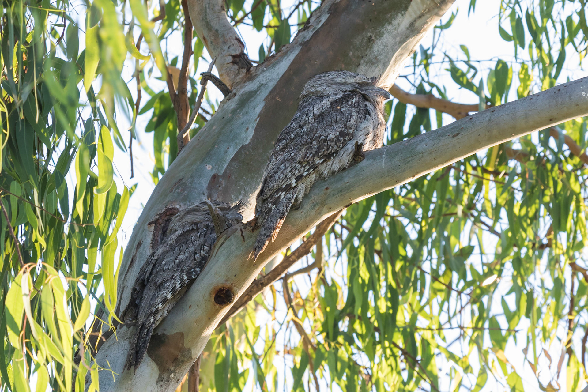 Tawny Frogmouth