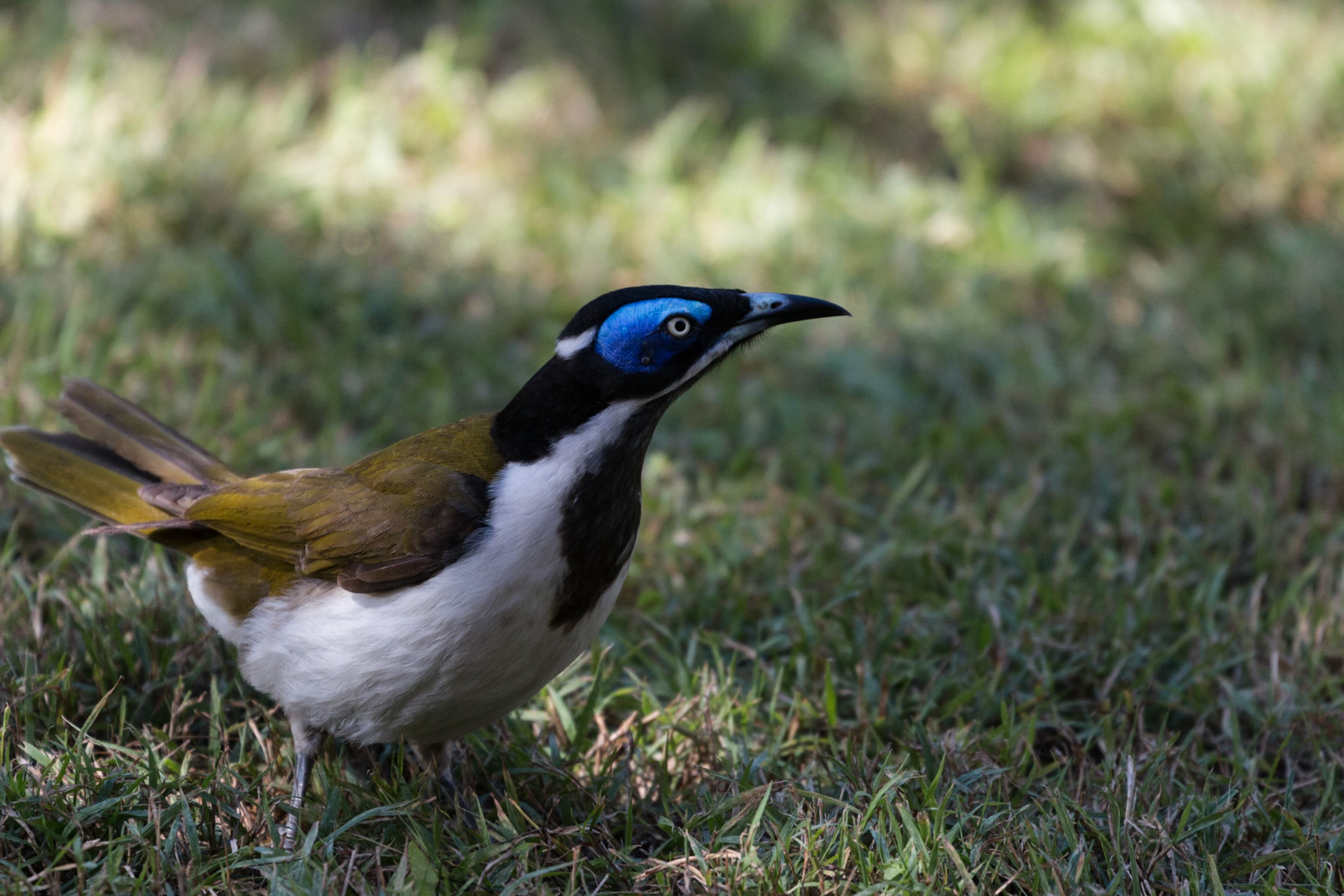 Blue-faced Honeyeater