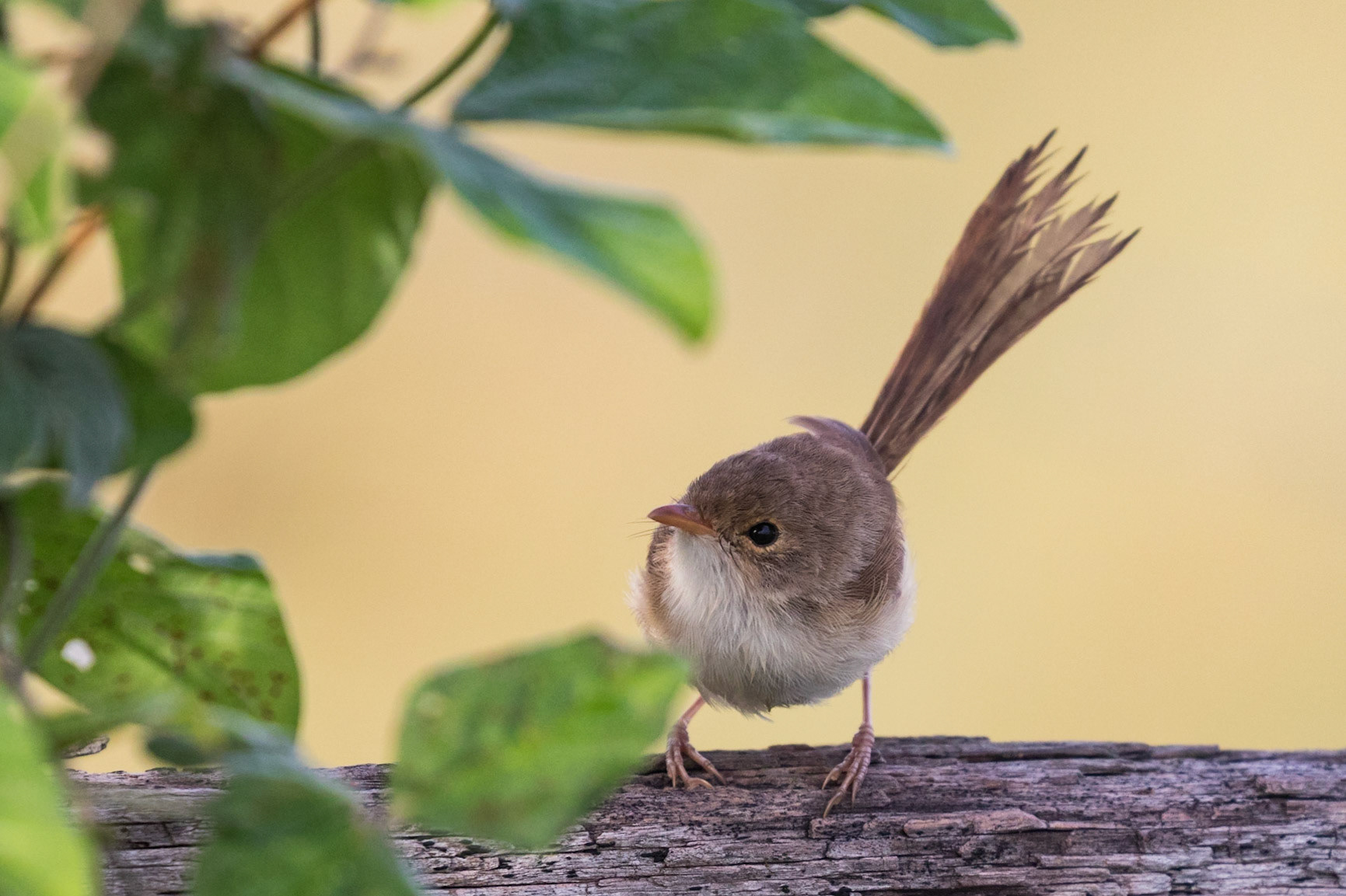 Red-backed Fairy-wren
