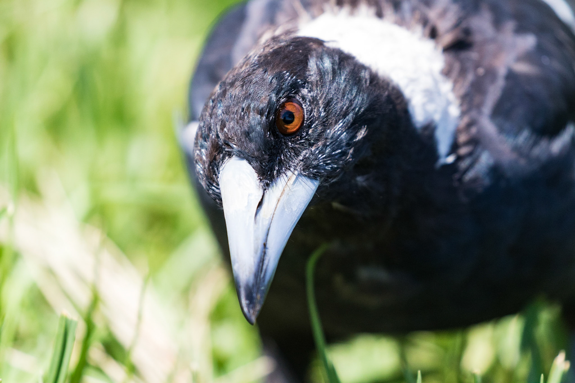 Australian Magpie