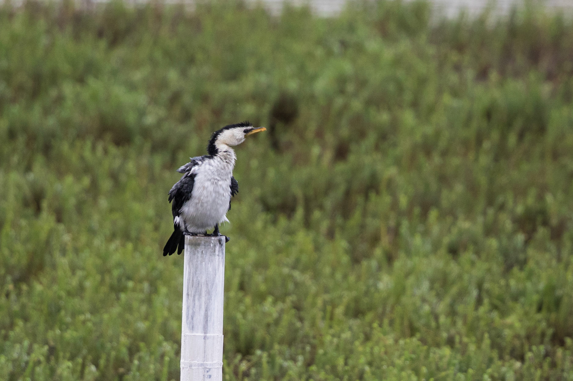 Little Pied Cormorant