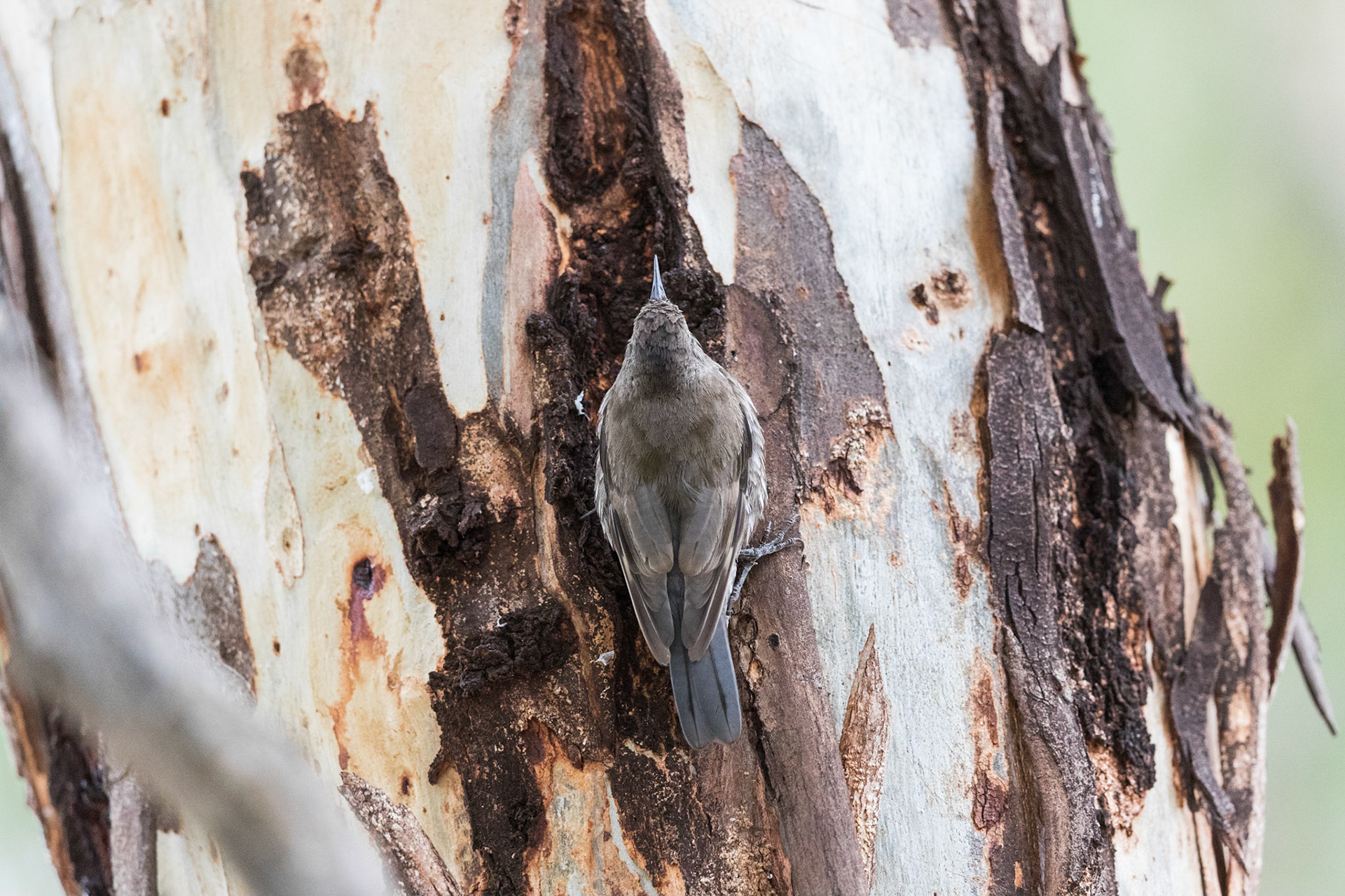 White-Throated Treecreeper