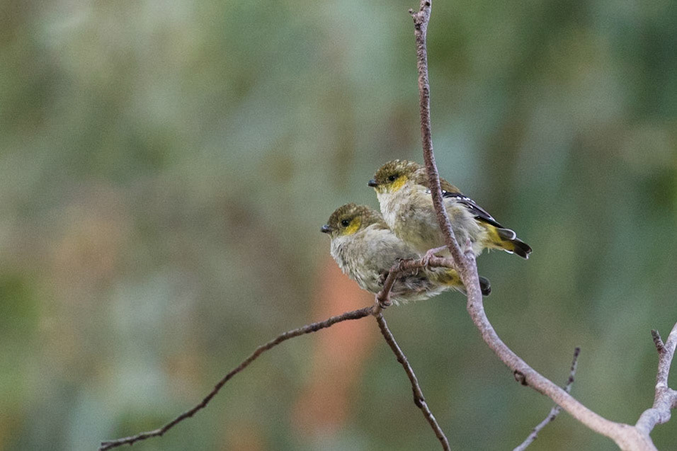 Forty-Spotted Pardalote