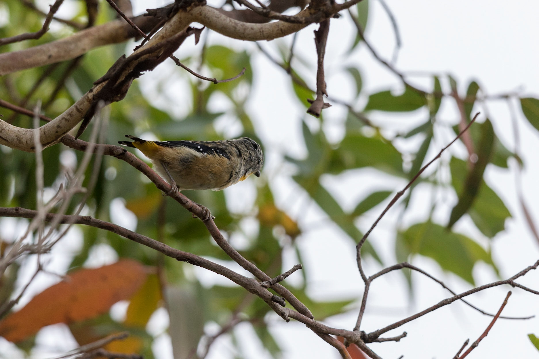Spotted Pardalote