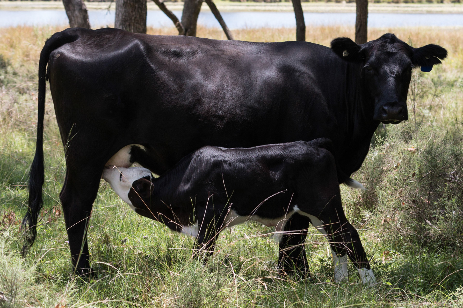 Cow and Calf
