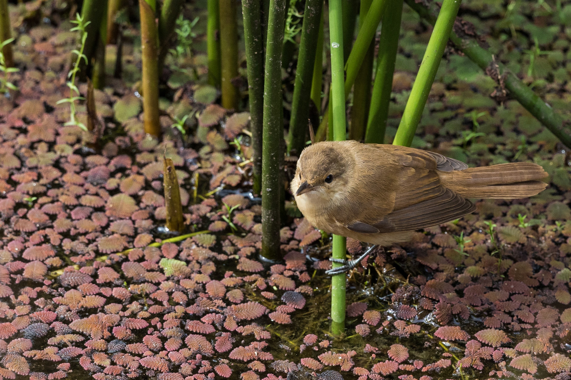 Australian Reed-Warbler