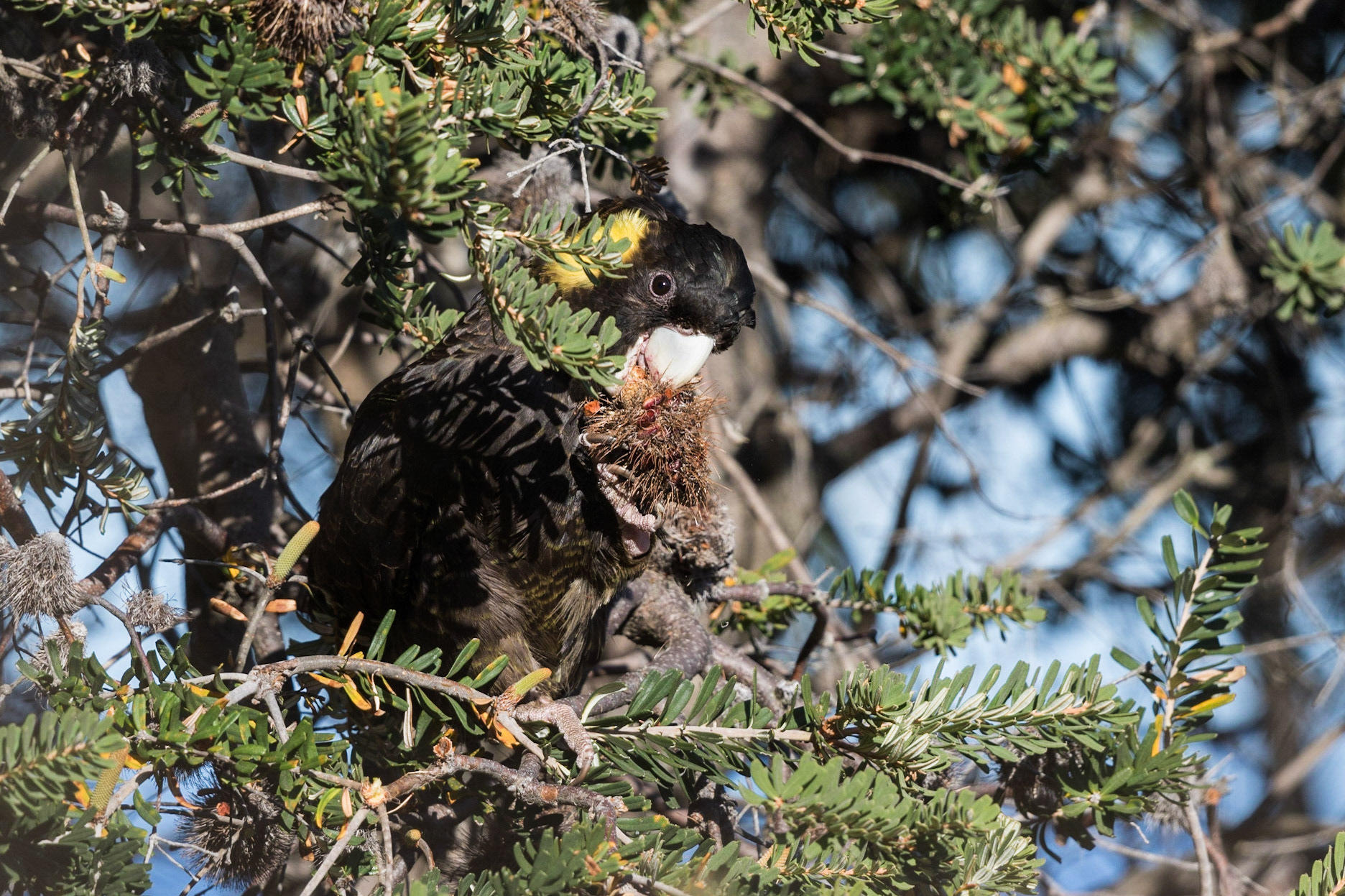 Yellow-Tailed Black-Cockatoo