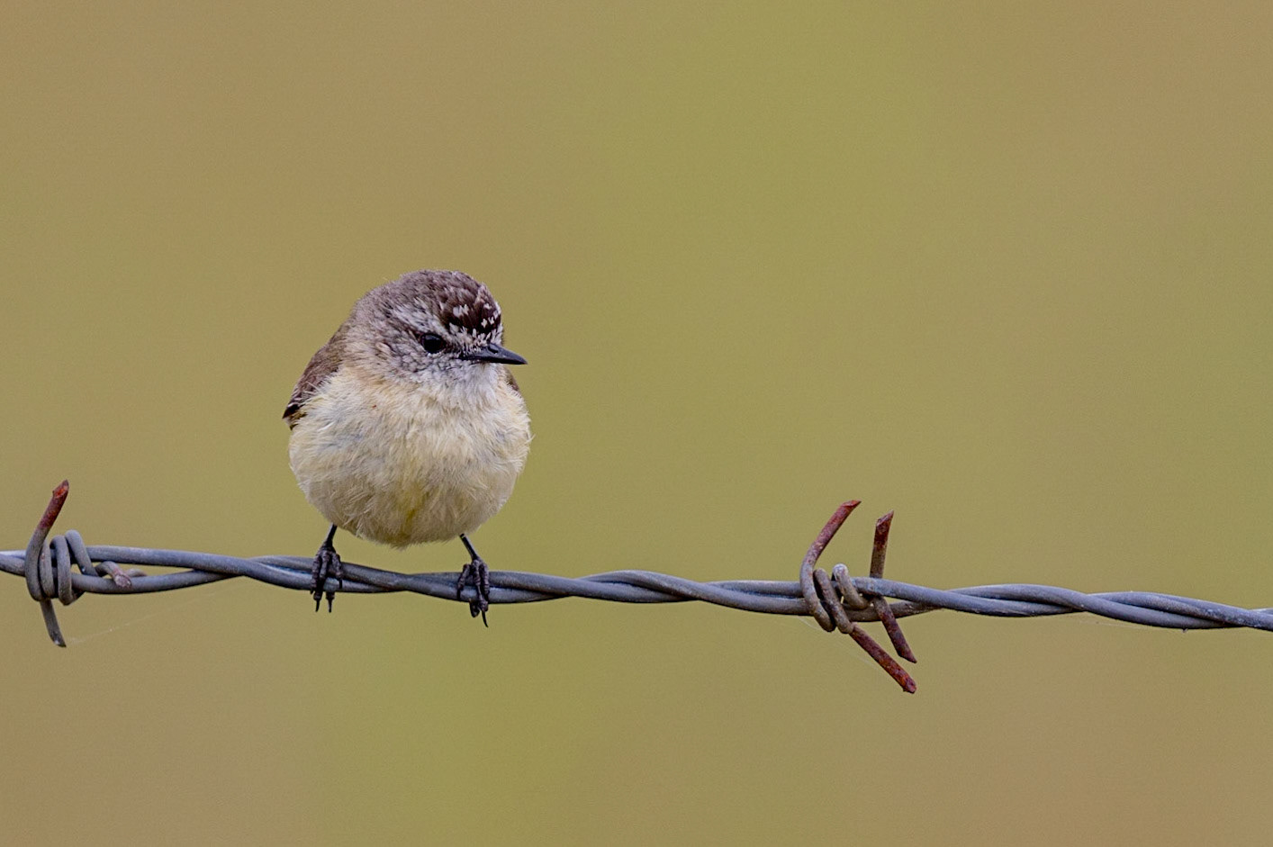 Yellow-rumped Thornbill