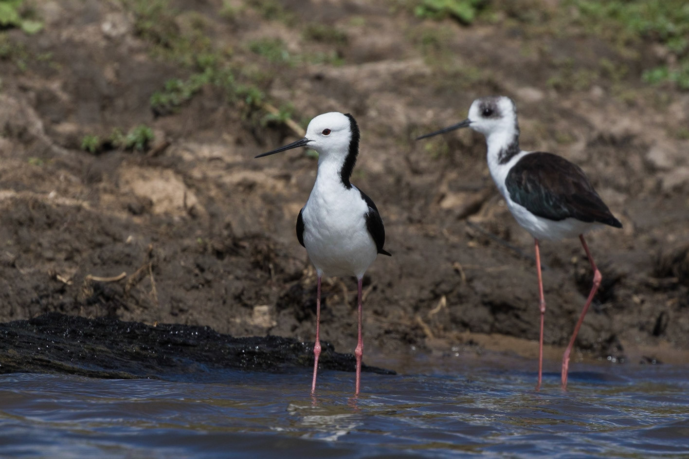 White-headed Stilt