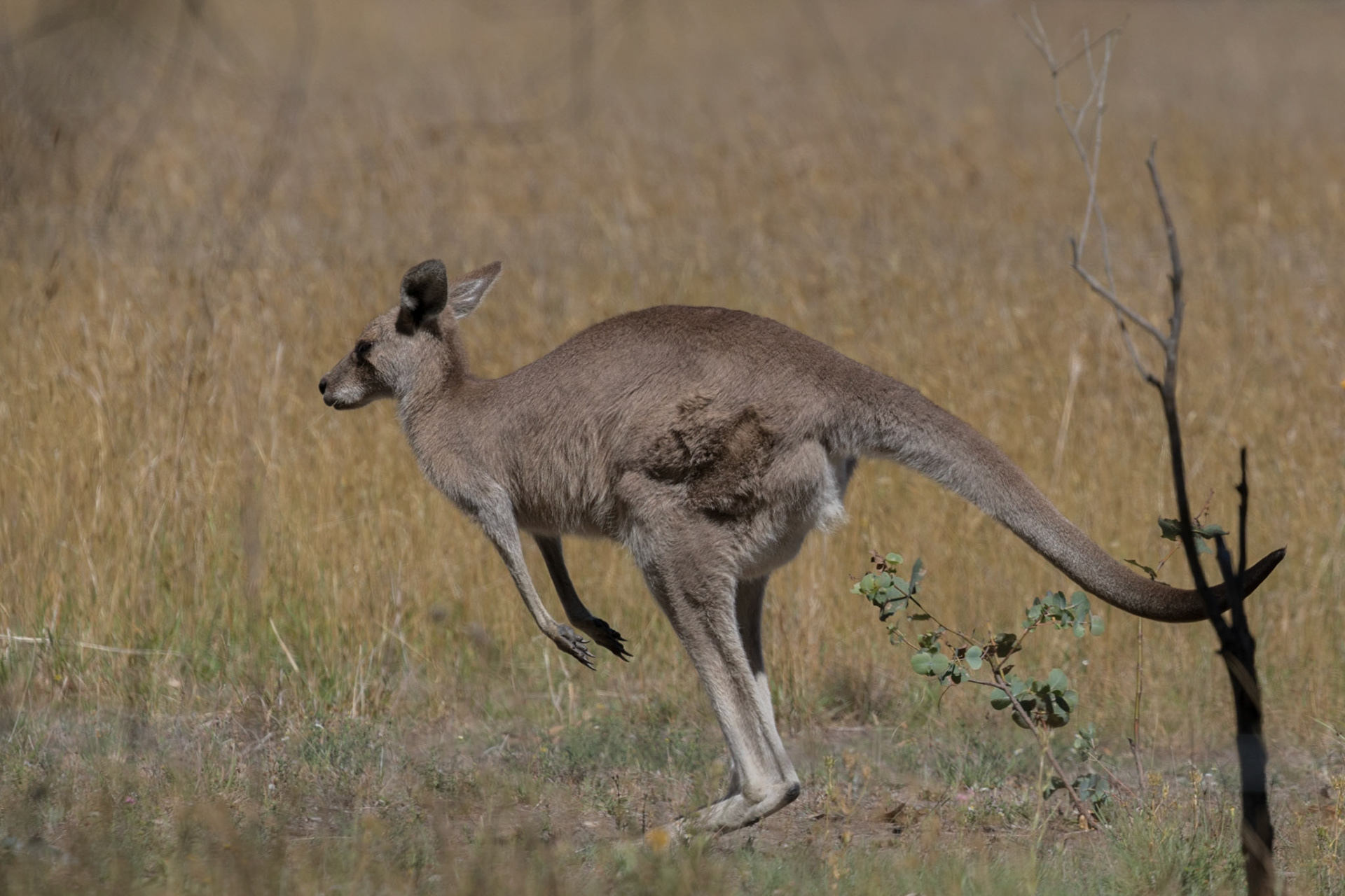 Kangaroo