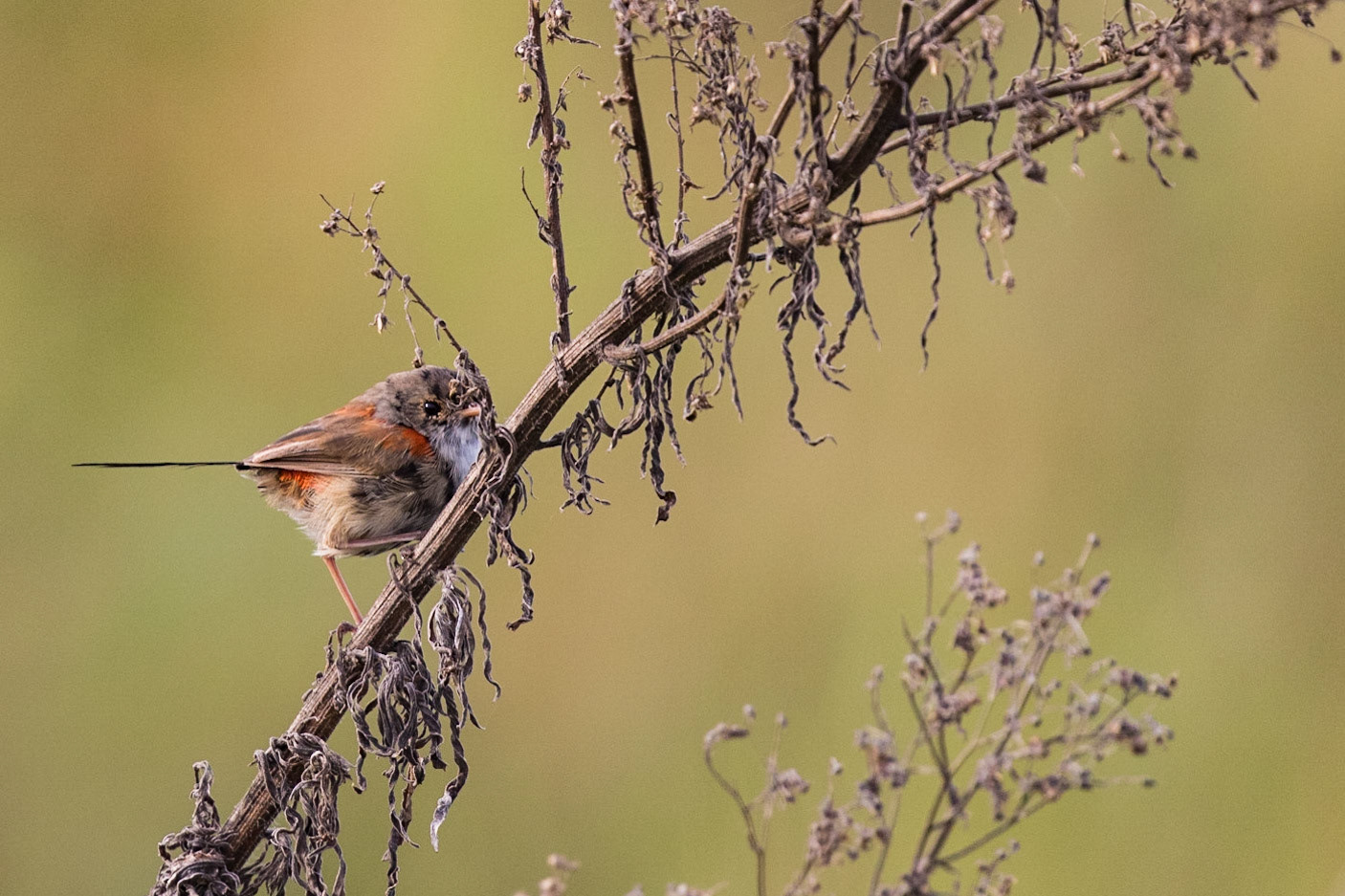 Red-backed Fairy-wren