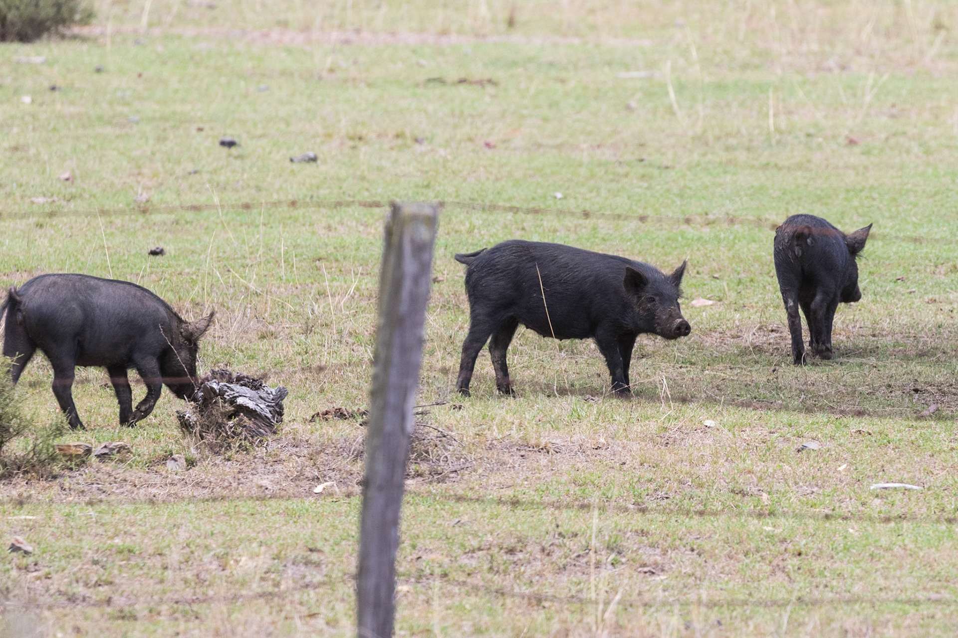 Pig
