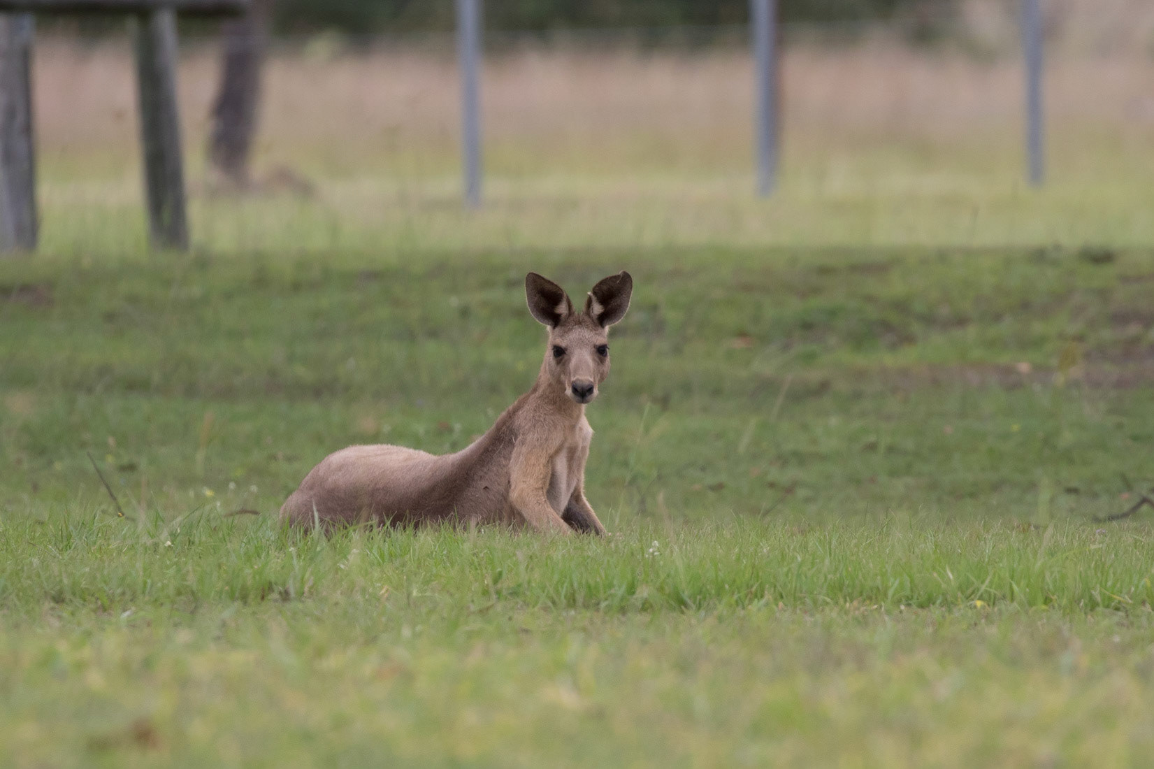 Kangaroo