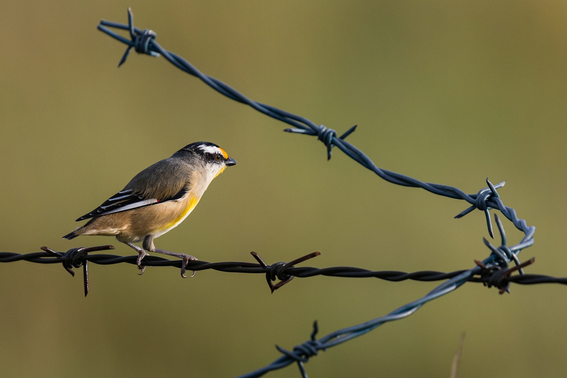 Striated Pardalote