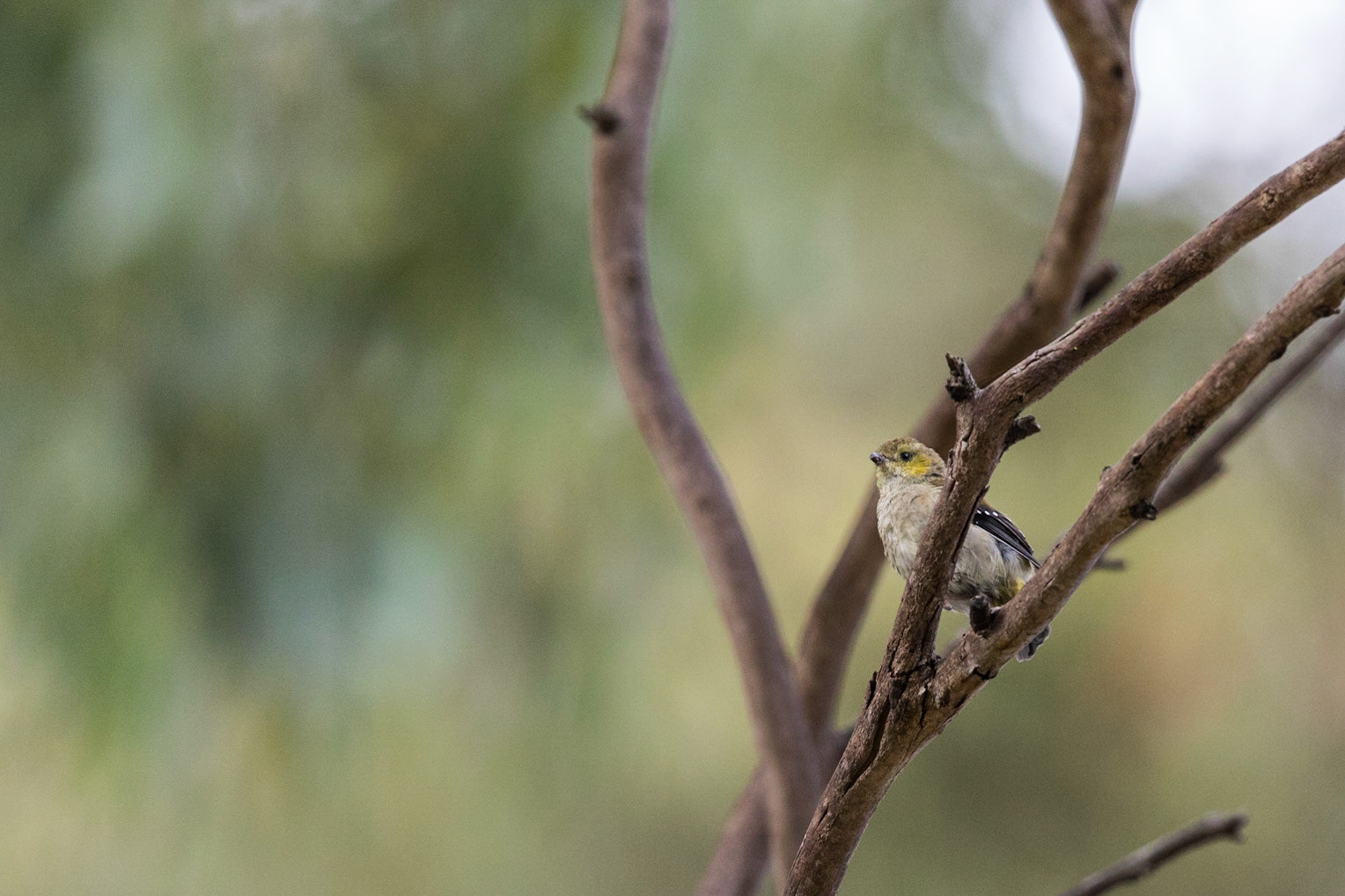 Forty-Spotted Pardalote