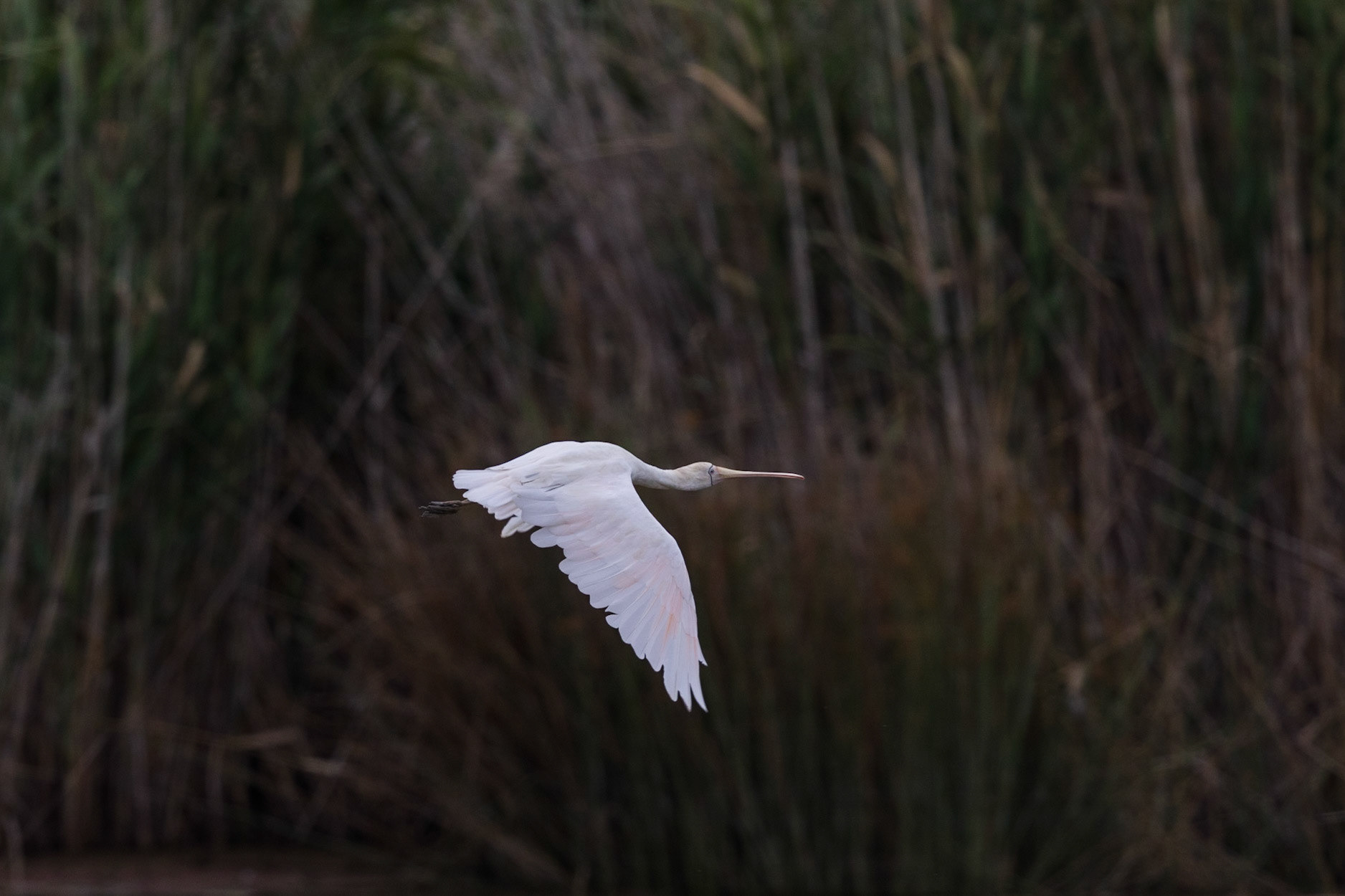 Yellow-Billed Spoonbill