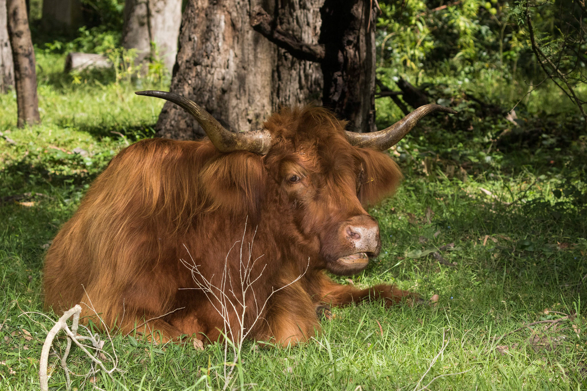 Cow