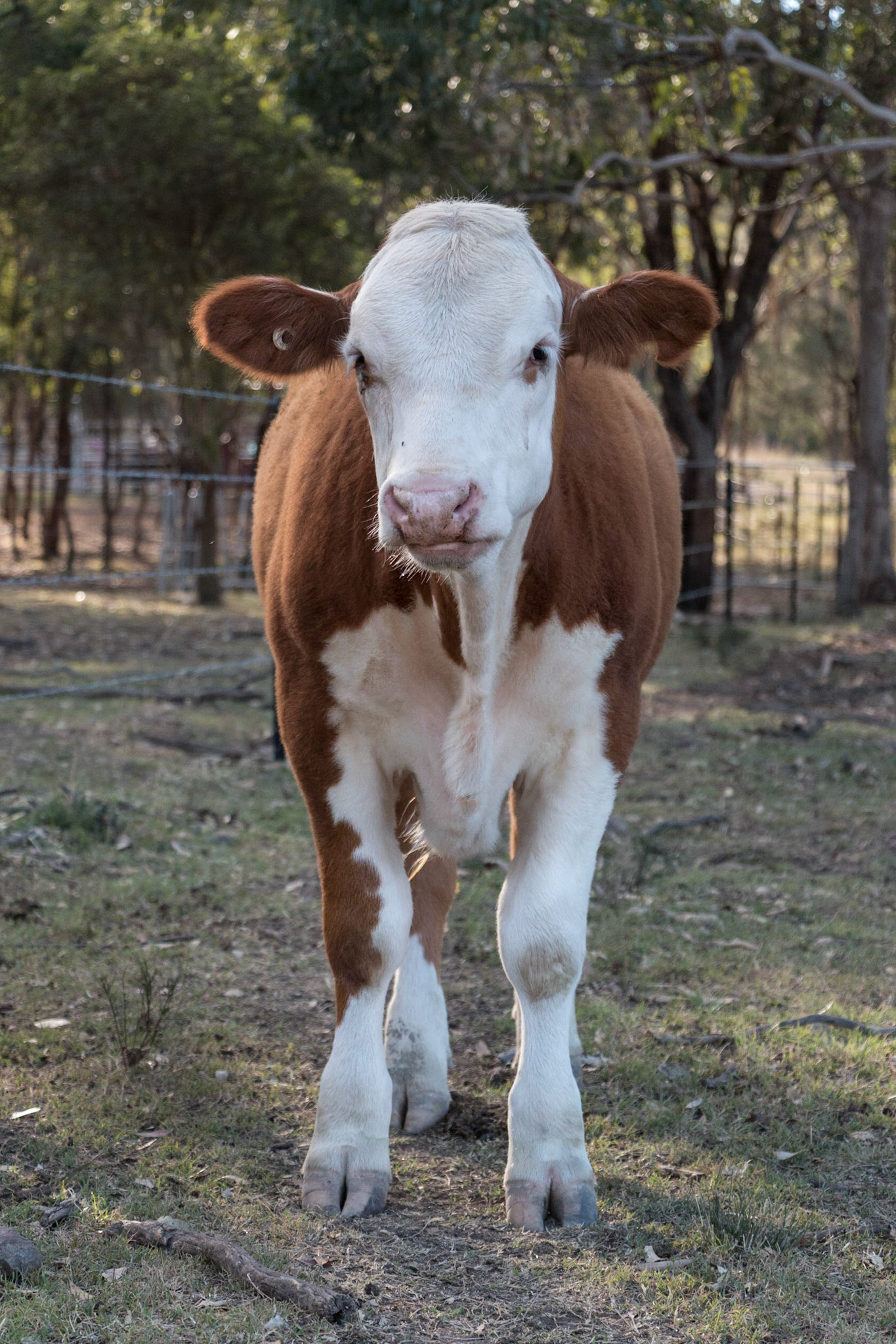 Cow