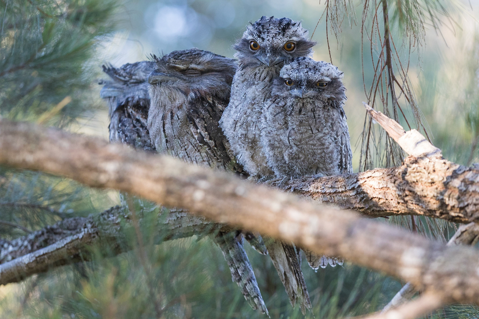 Tawny Frogmouth