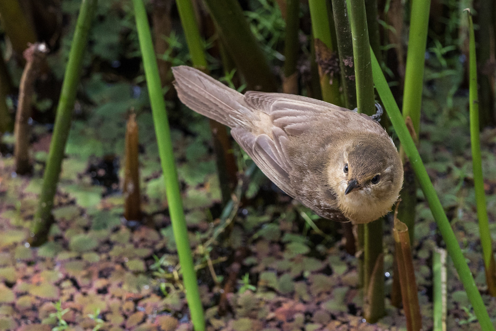 Australian Reed-Warbler