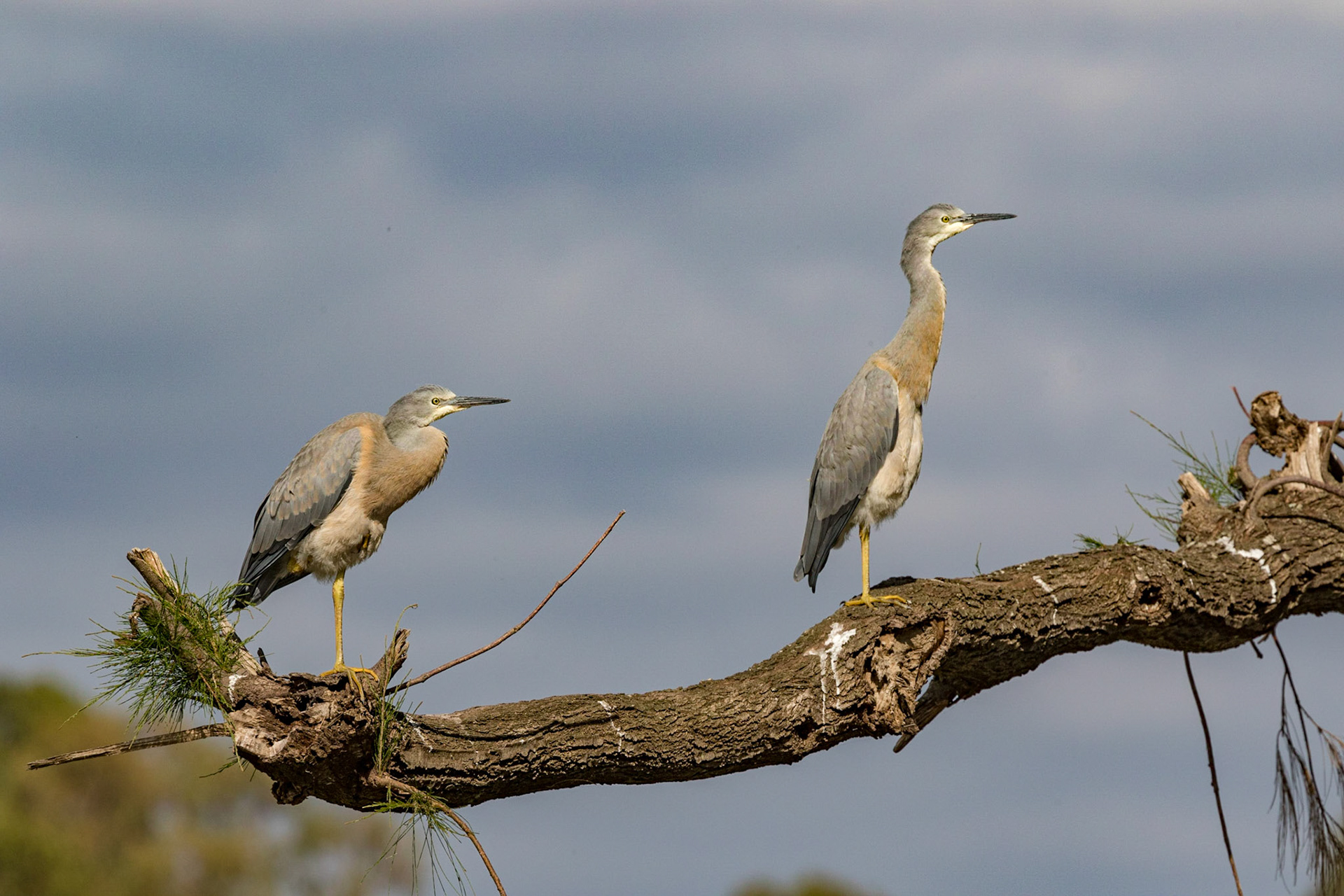 White-faced Heron