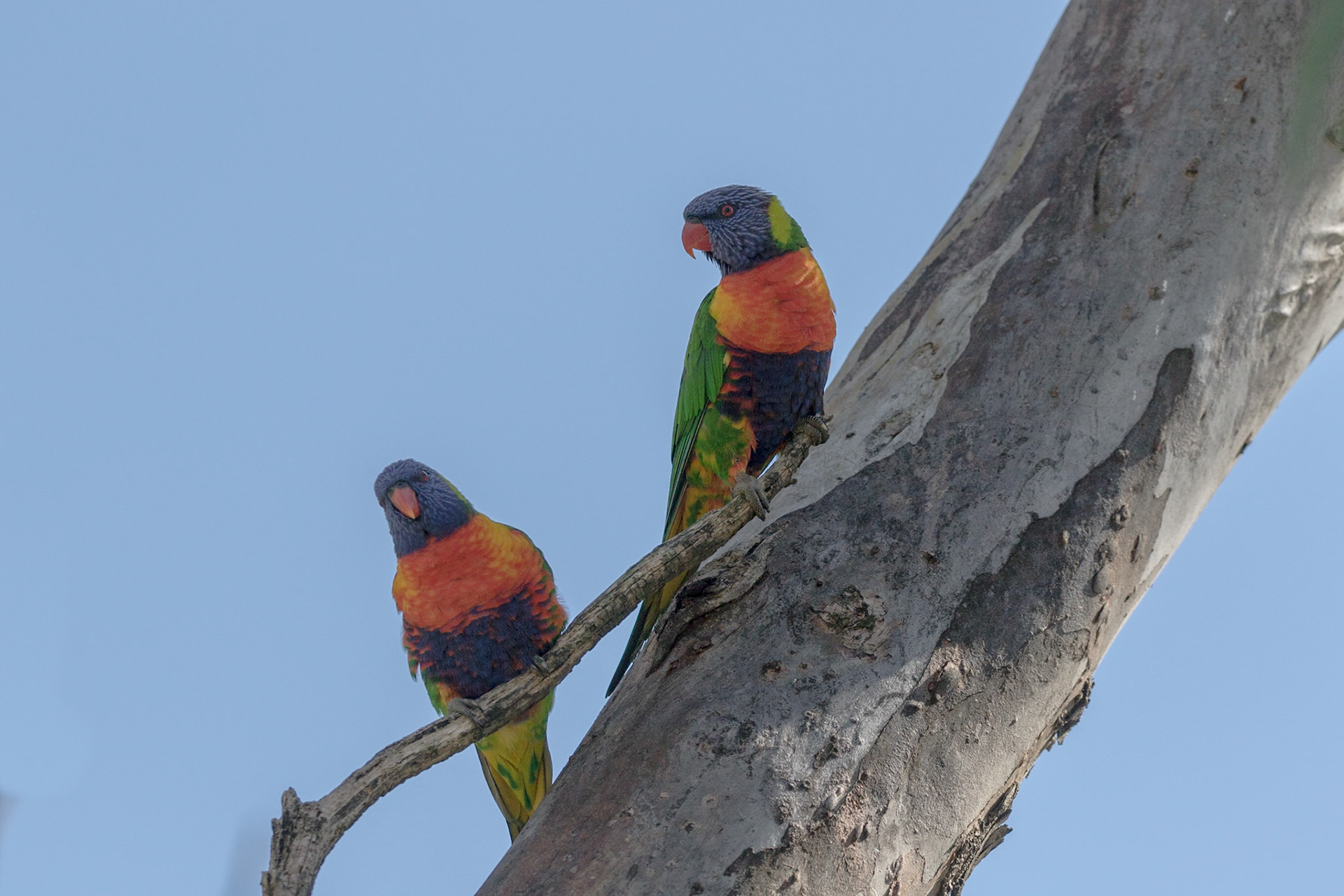 Rainbow Lorikeet