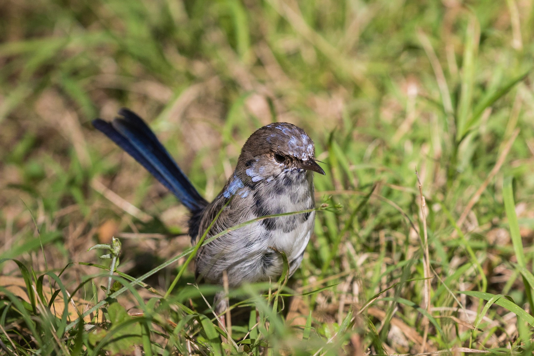 Superb Fairy-wren