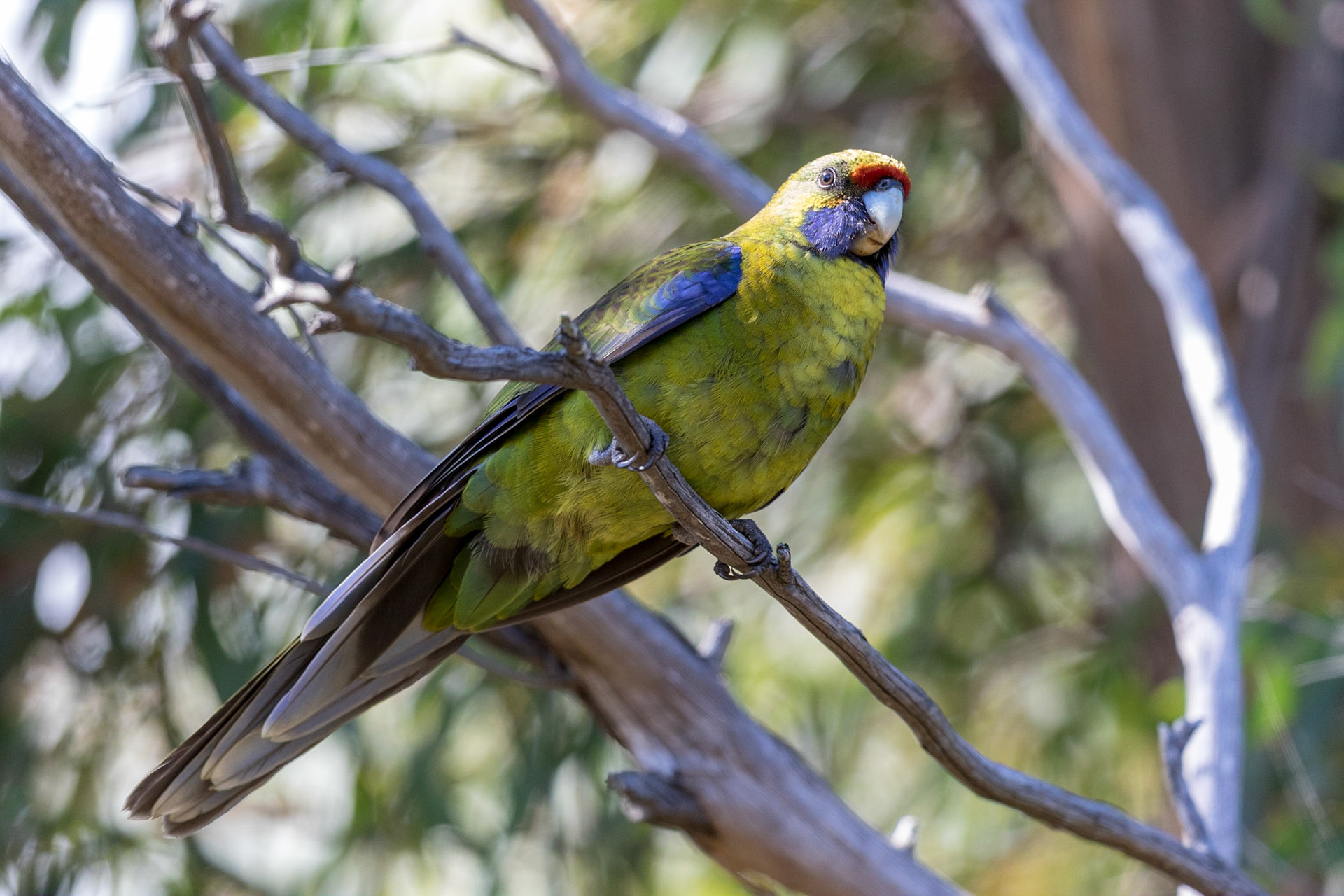 Green Rosella