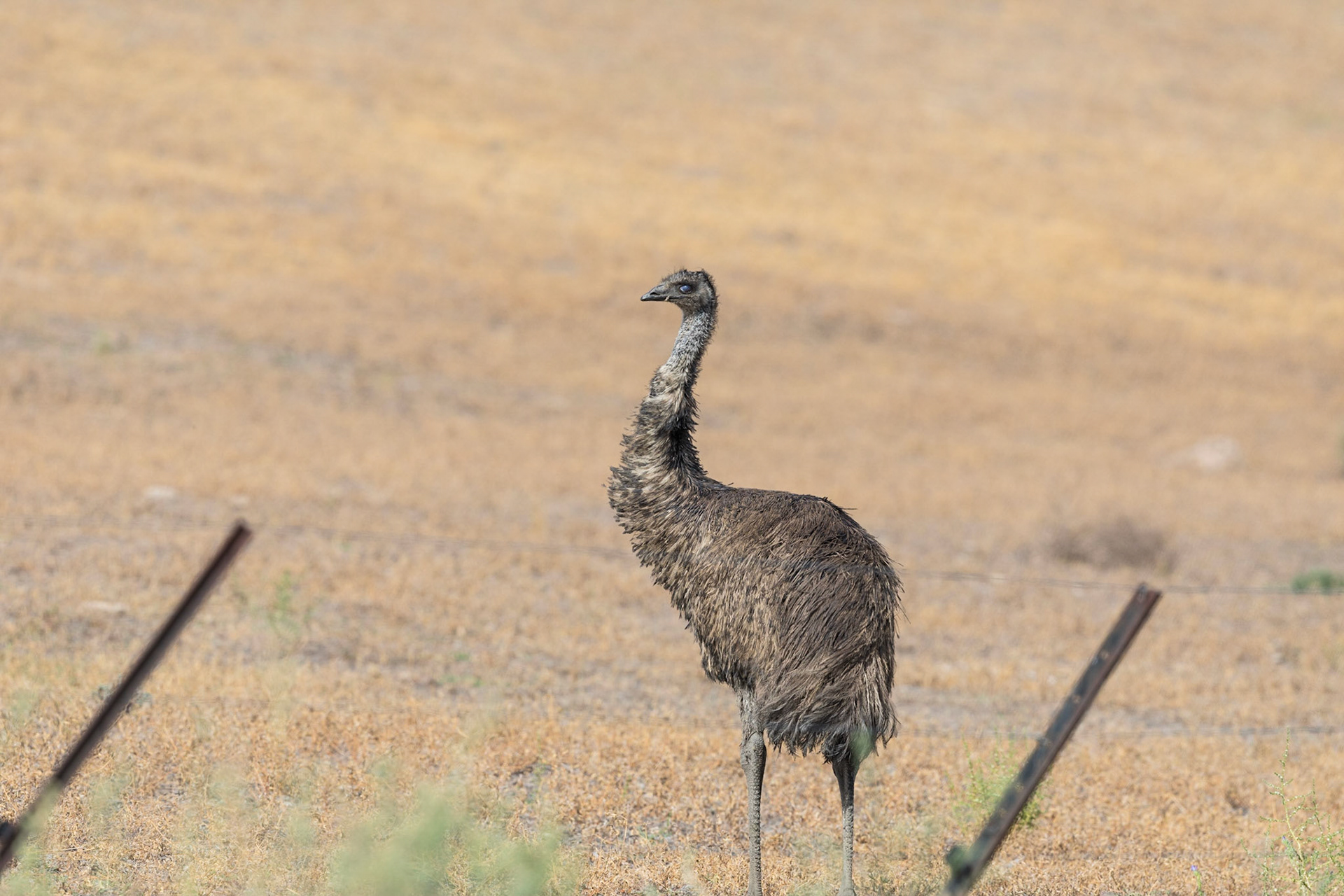 Emu