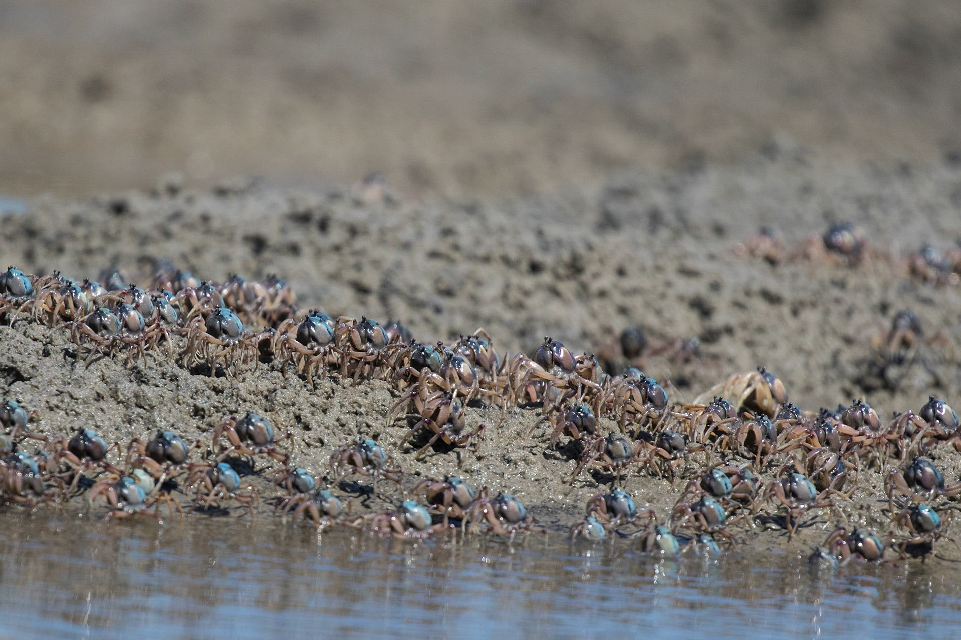 Soldier Crabs