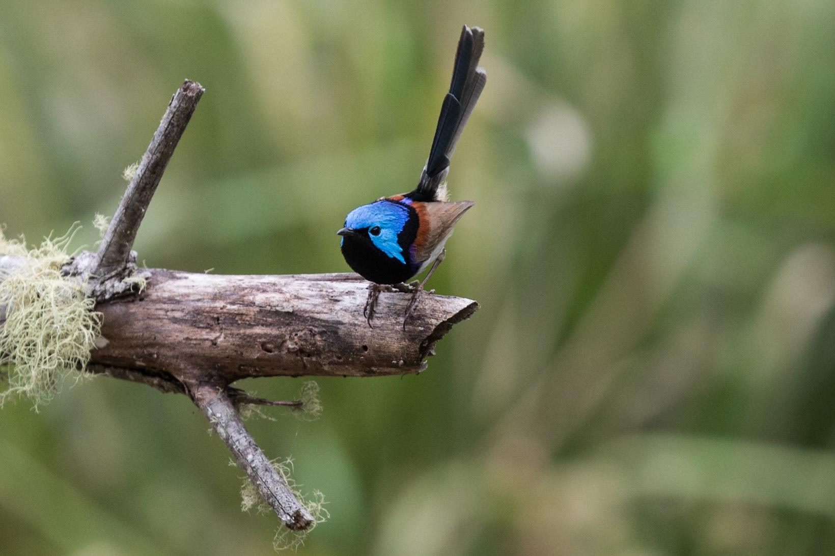 Variegated Fairy-wren