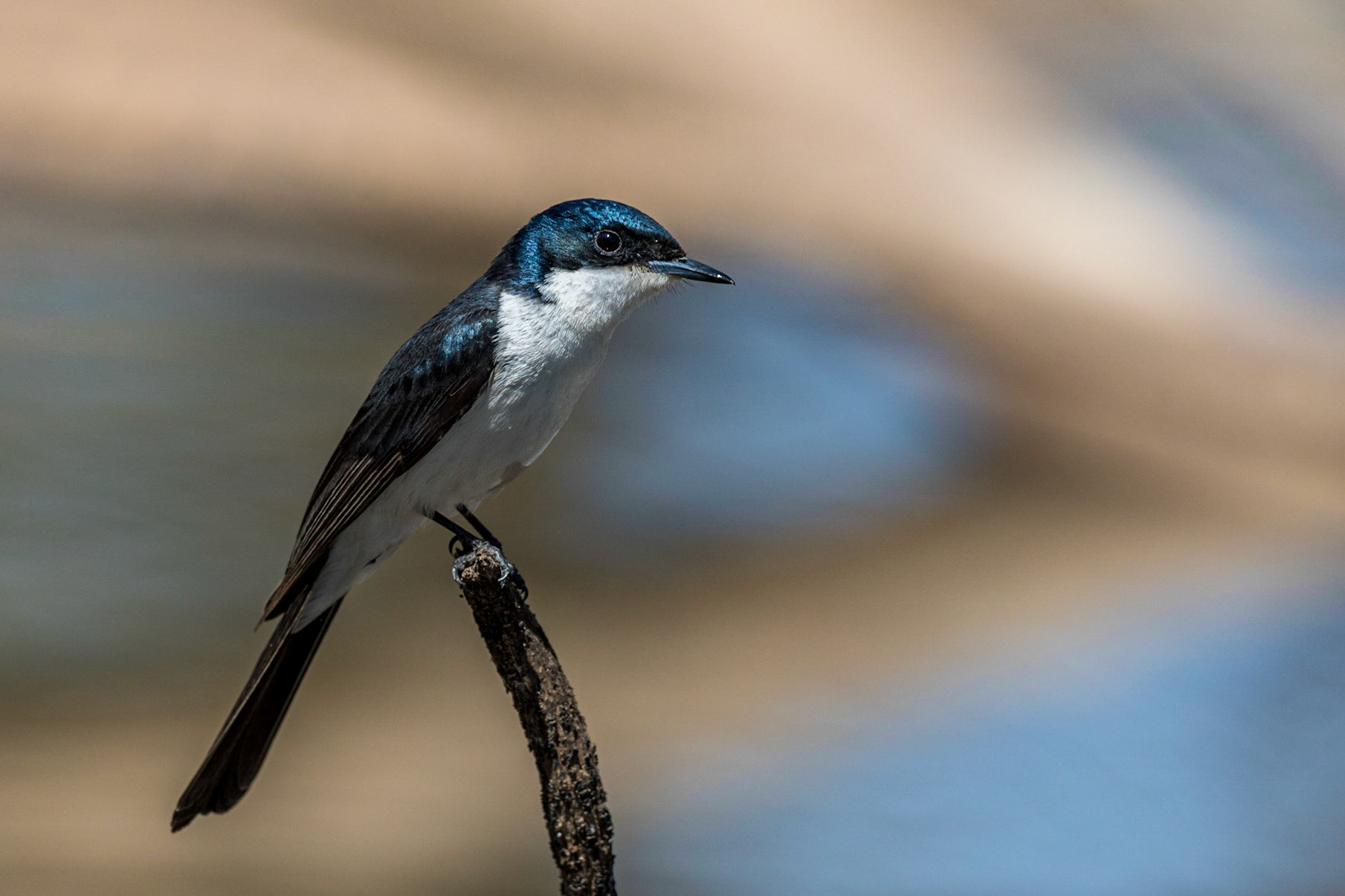 Restless Flycatcher