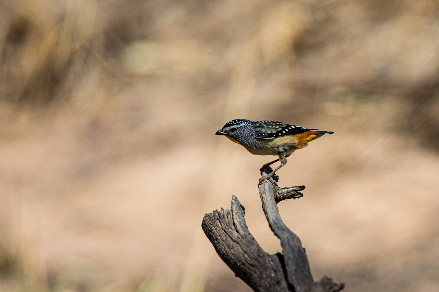 Spotted Pardalote