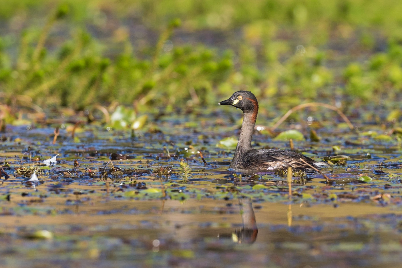 Australasian Grebe
