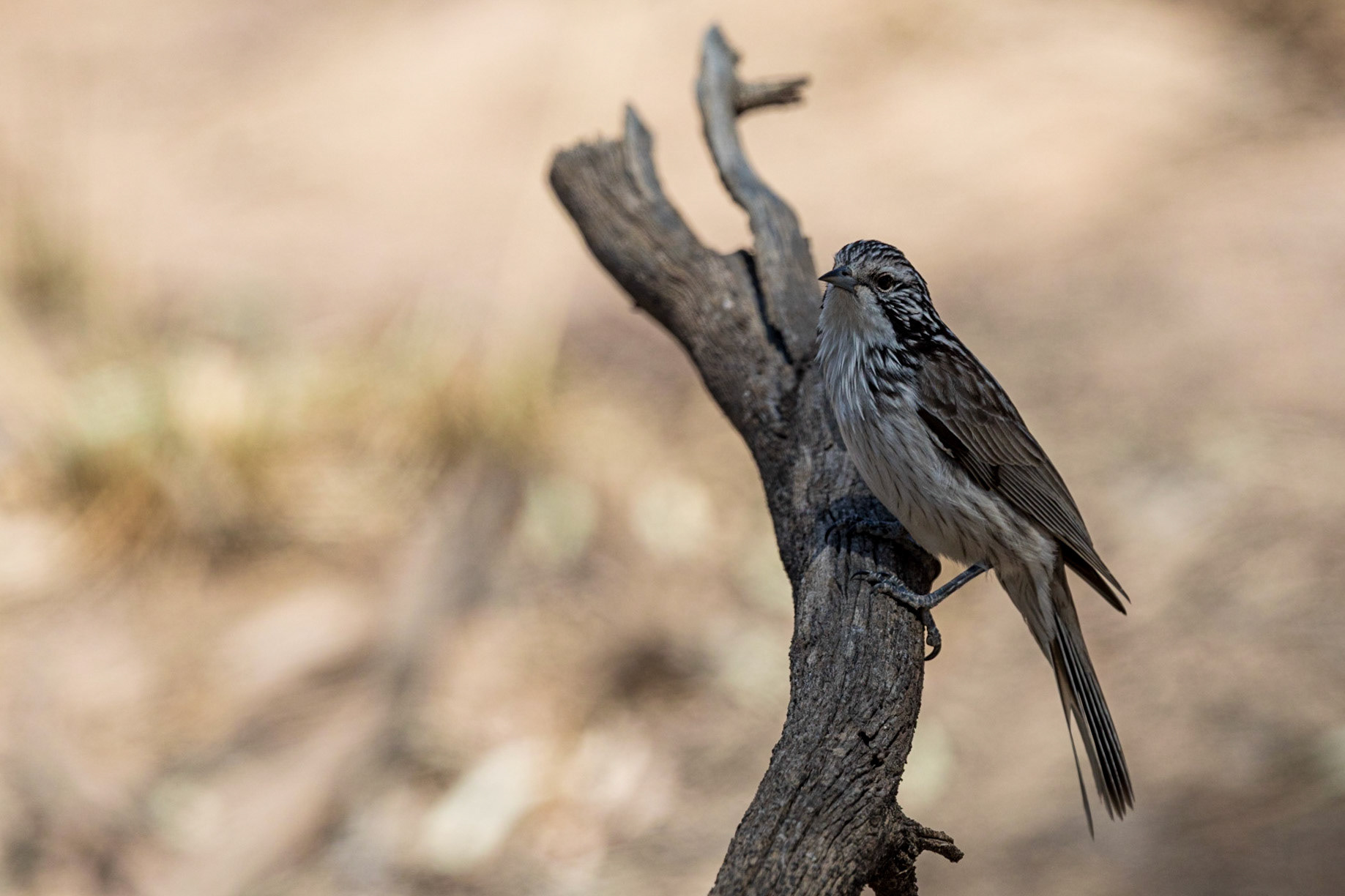 Striped Honeyeater