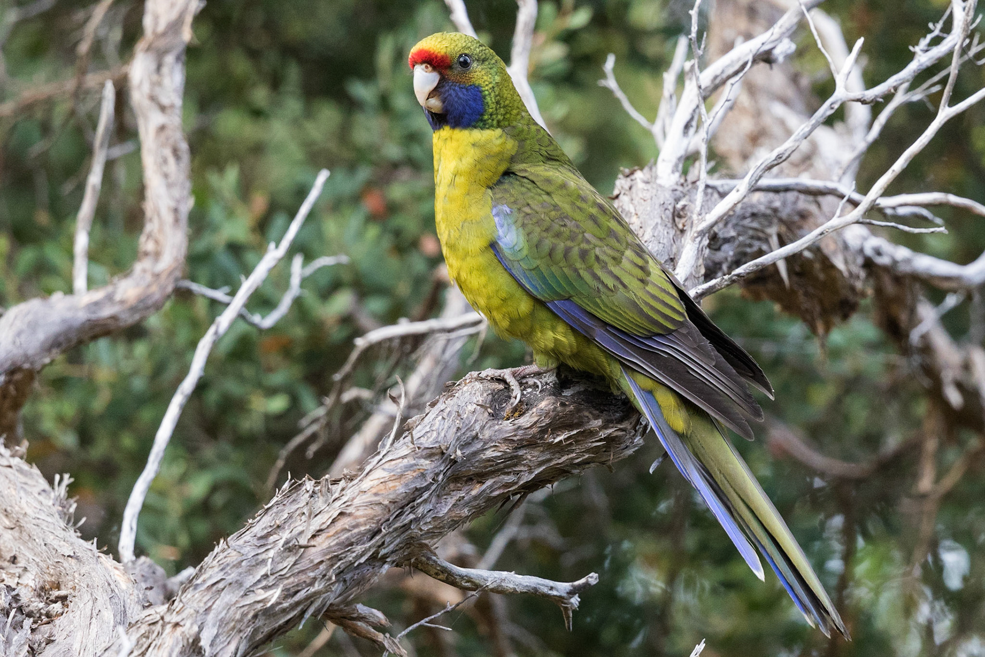 Green Rosella