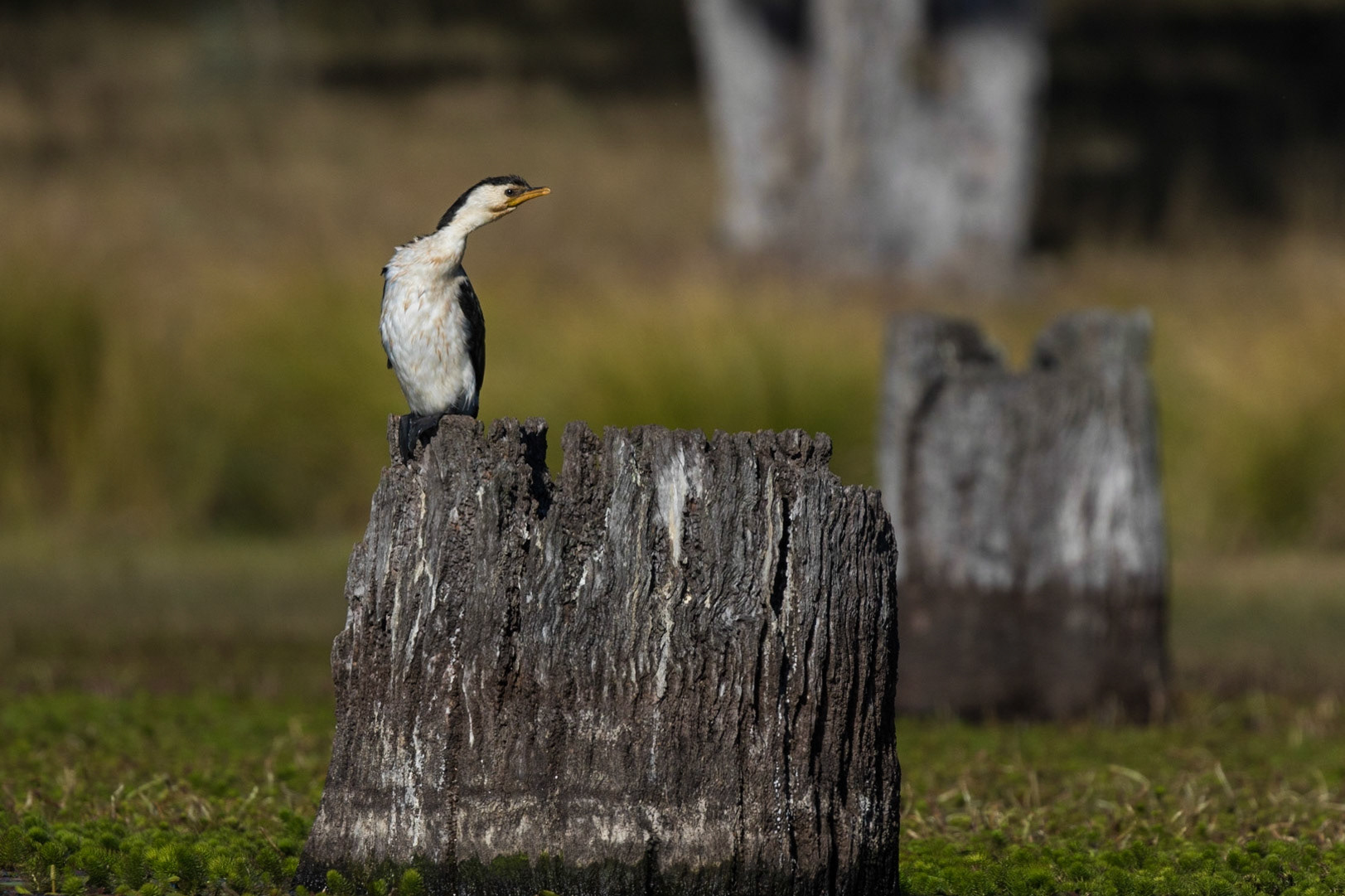Little Pied Cormorant