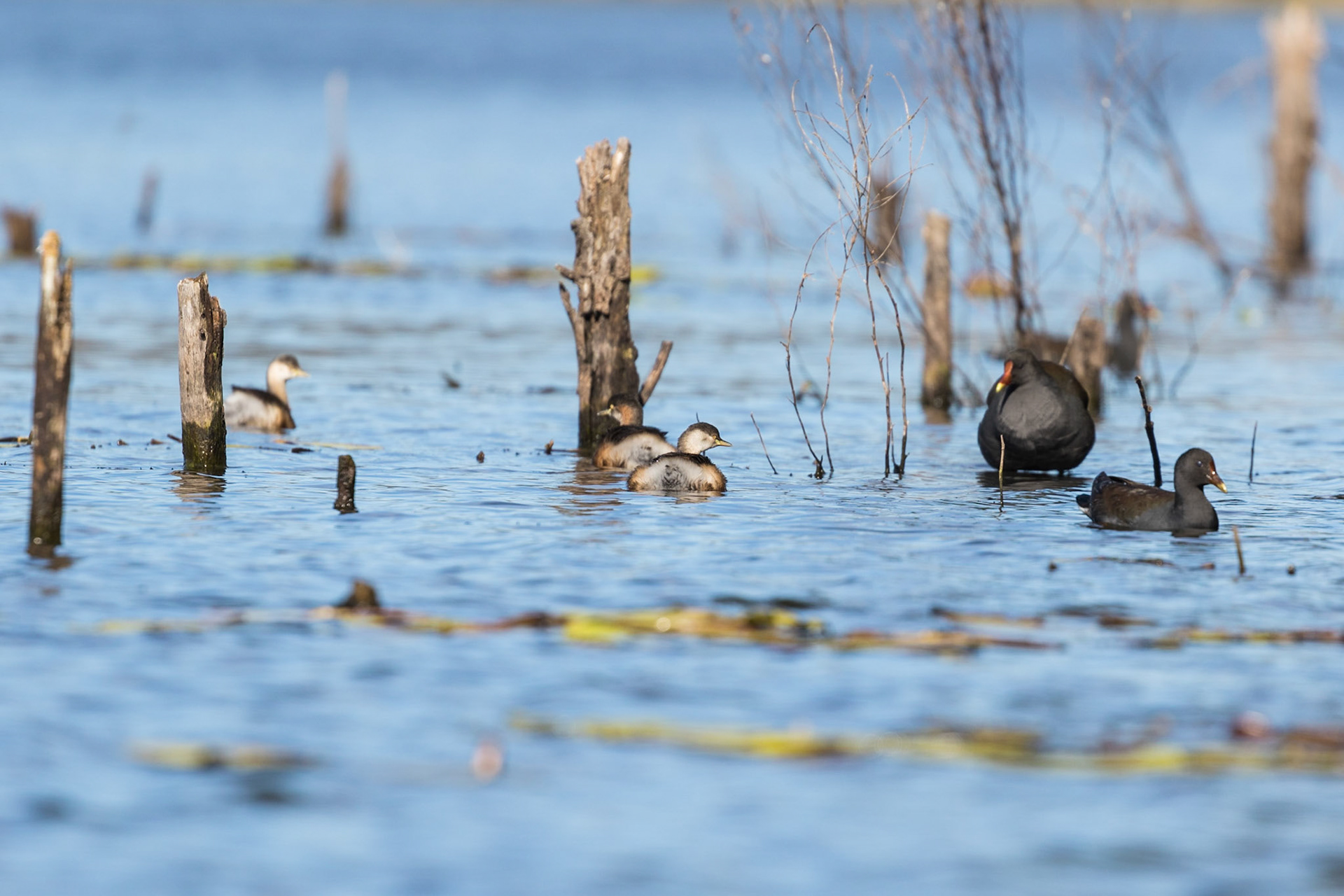 Connolly Dam, Silverwood