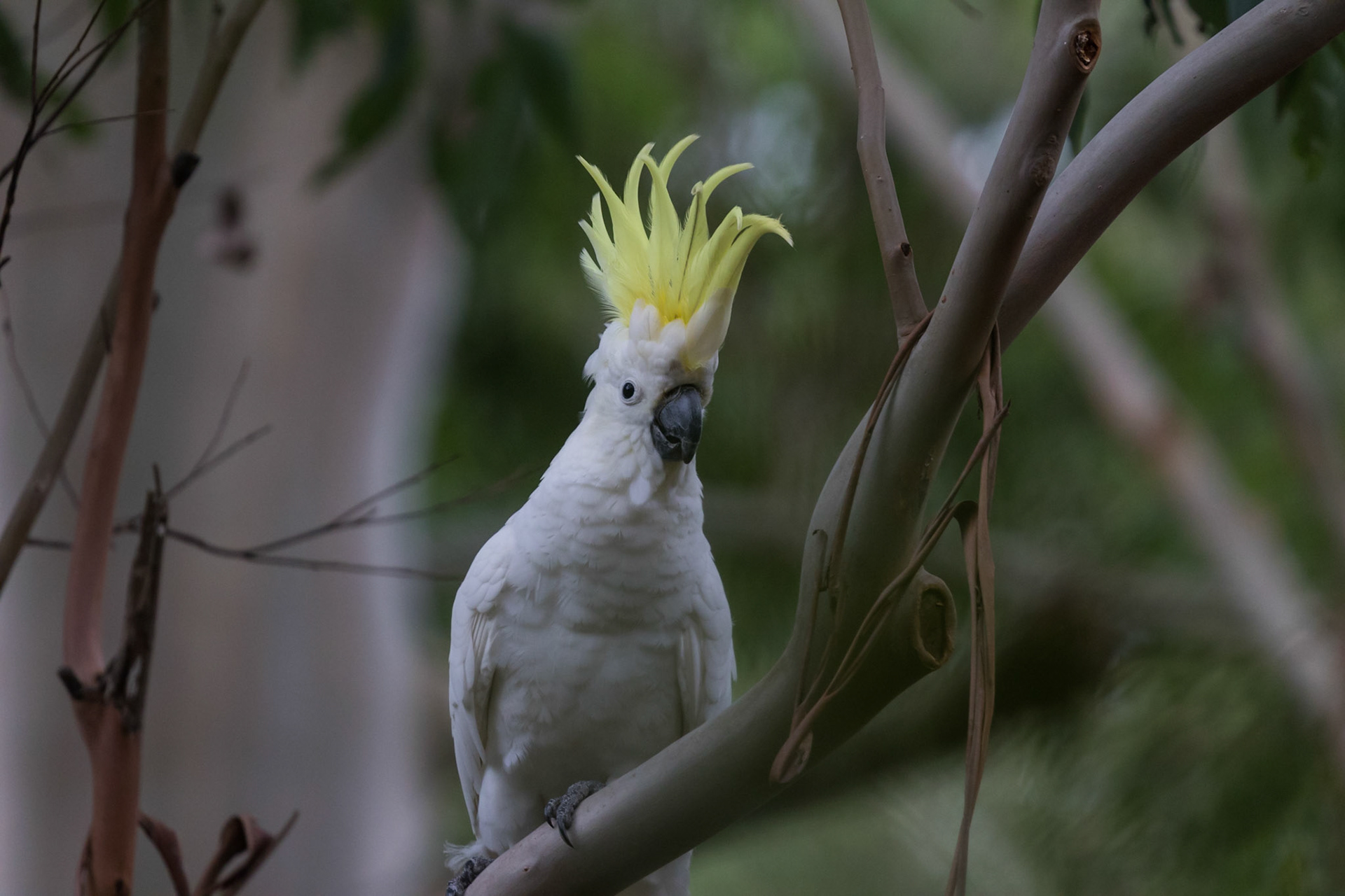 Sulphur-crested Cockatoo