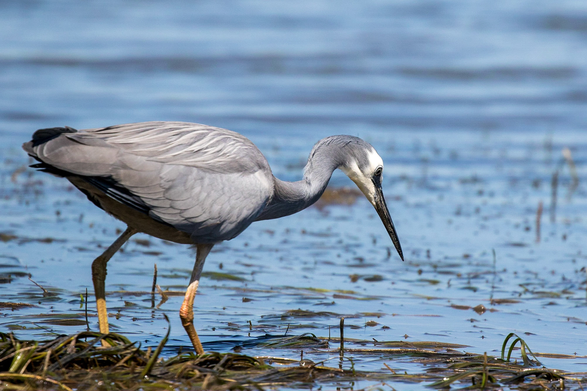 White-faced Heron
